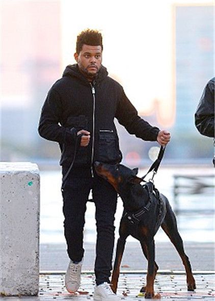 "盆栽哥"the weekend清晨遛狗,身穿黑色外套