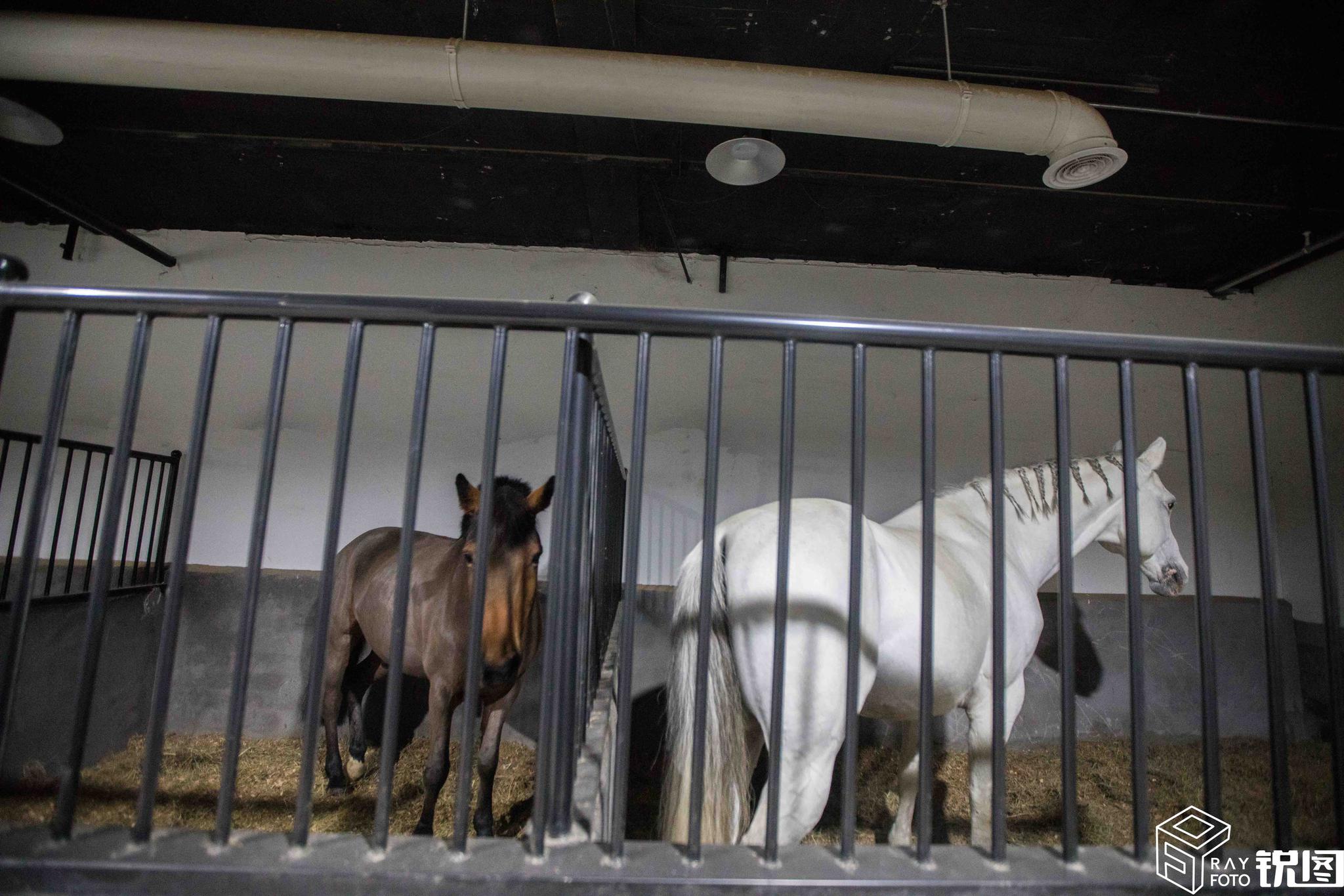 杭州市中心商场内现马术馆 为防臭味给马舍装新风系统