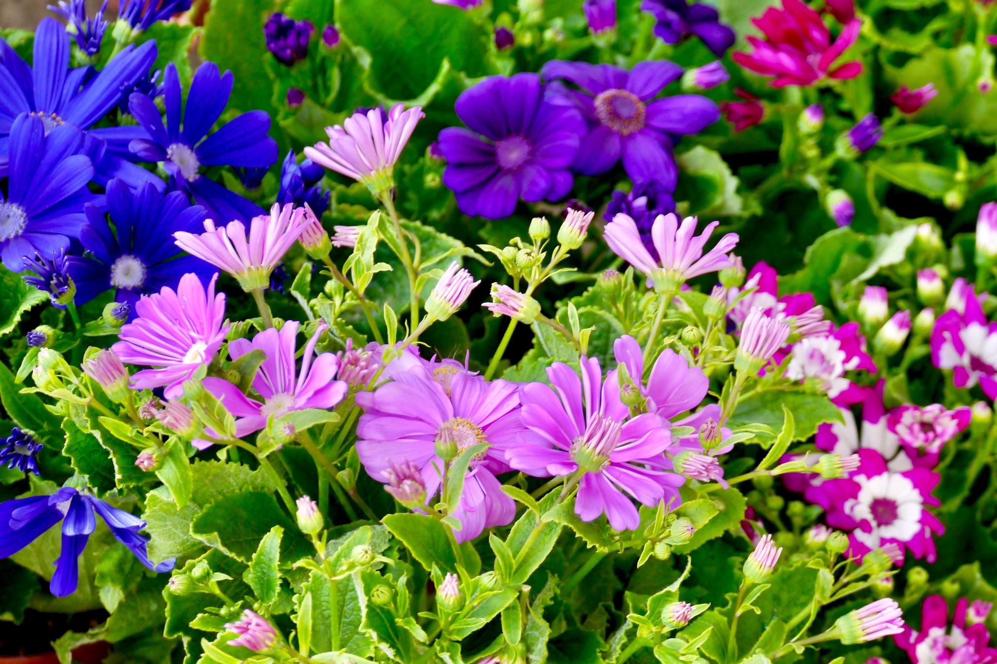 瓜叶菊别称富贵菊黄瓜花