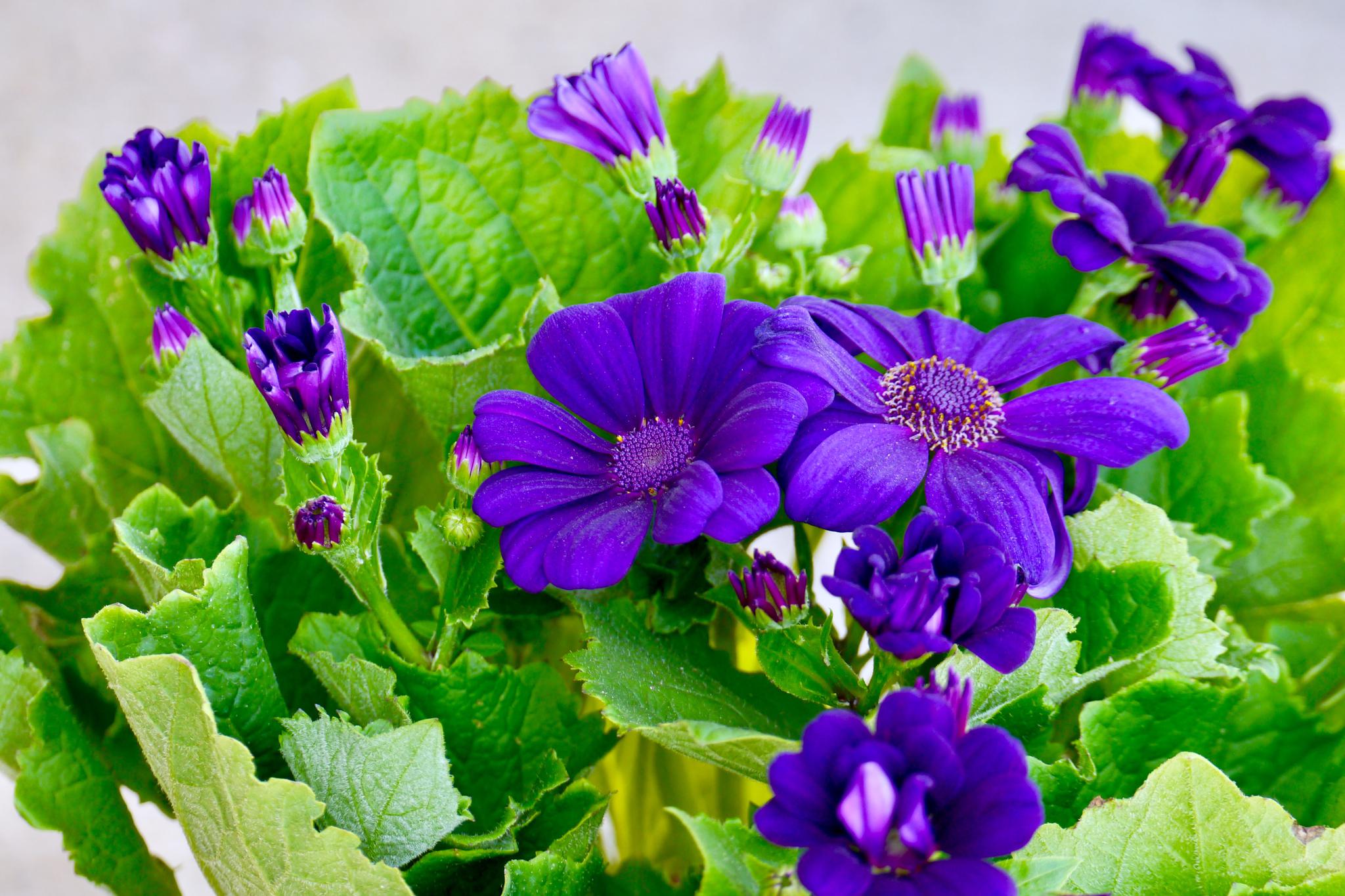 瓜叶菊(别称富贵菊,黄瓜花)