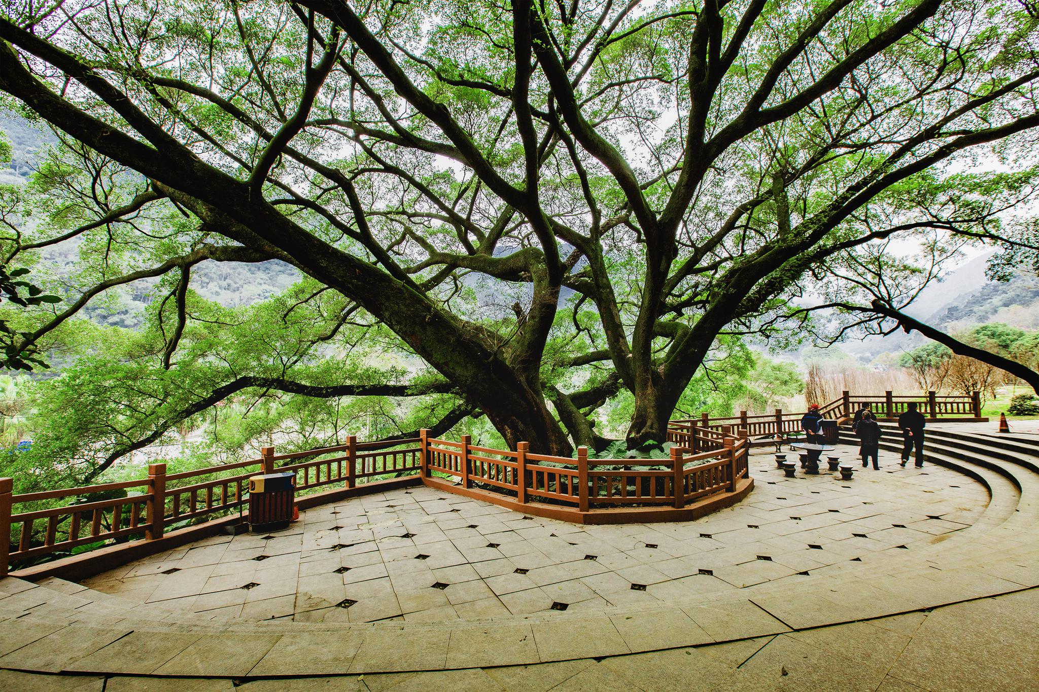 形如大伞的树独木成林承载着岁月的更迭