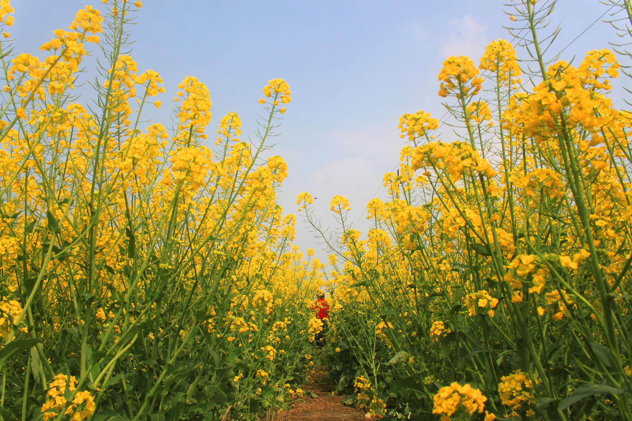 三月的田野油菜花朵正飘香