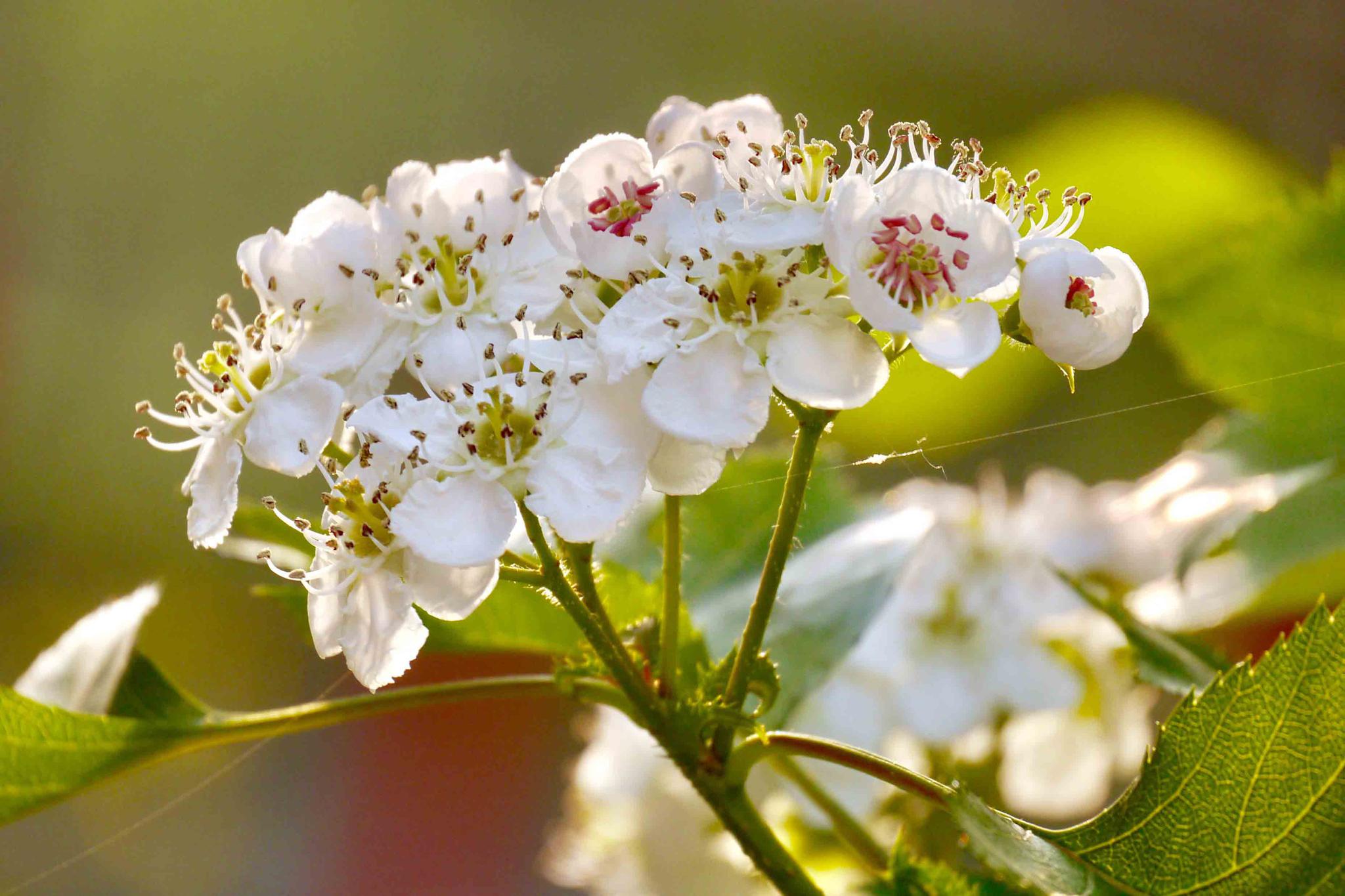 美丽的山楂树下湖北工业大学