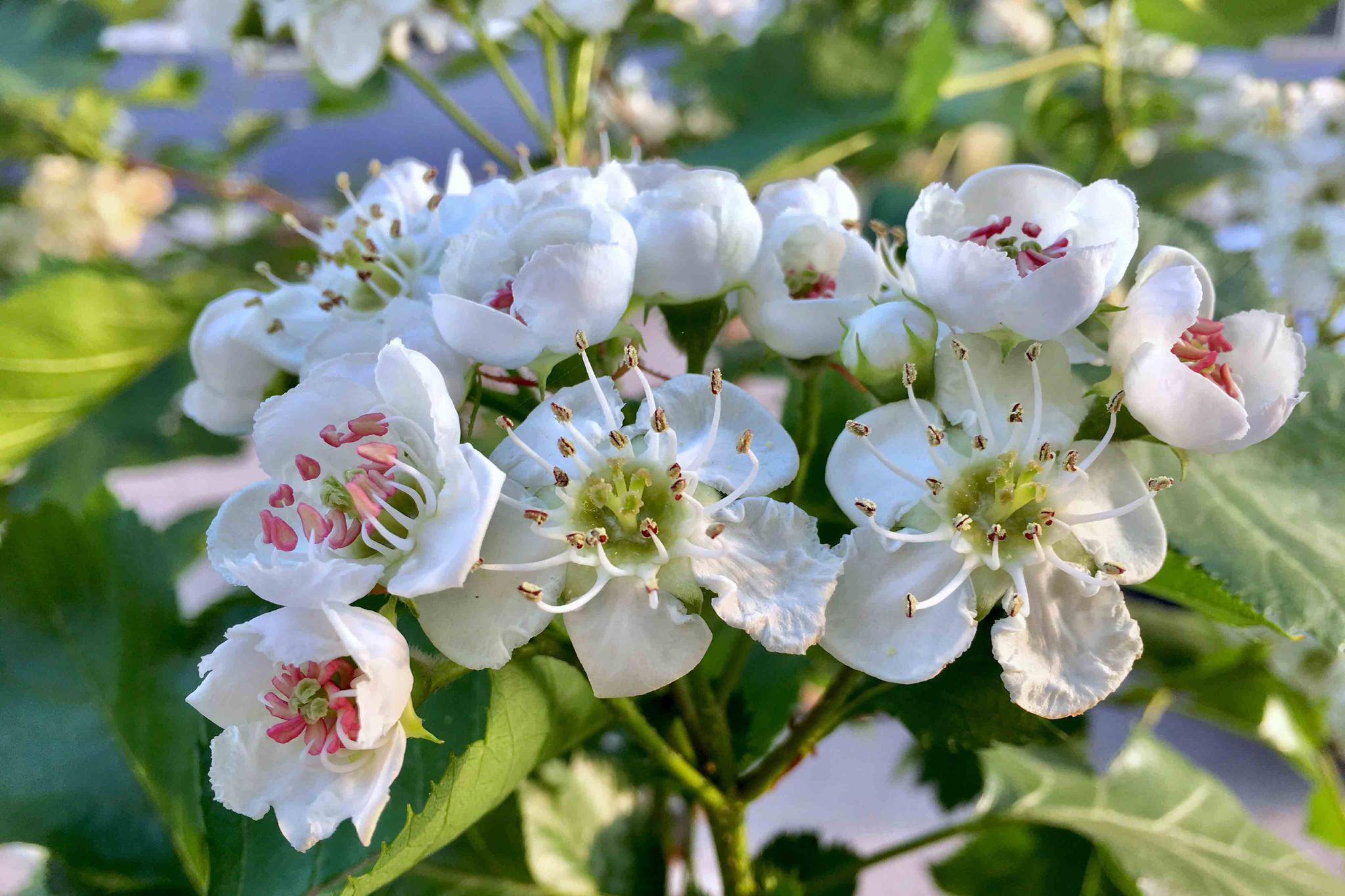 美丽的山楂树下湖北工业大学