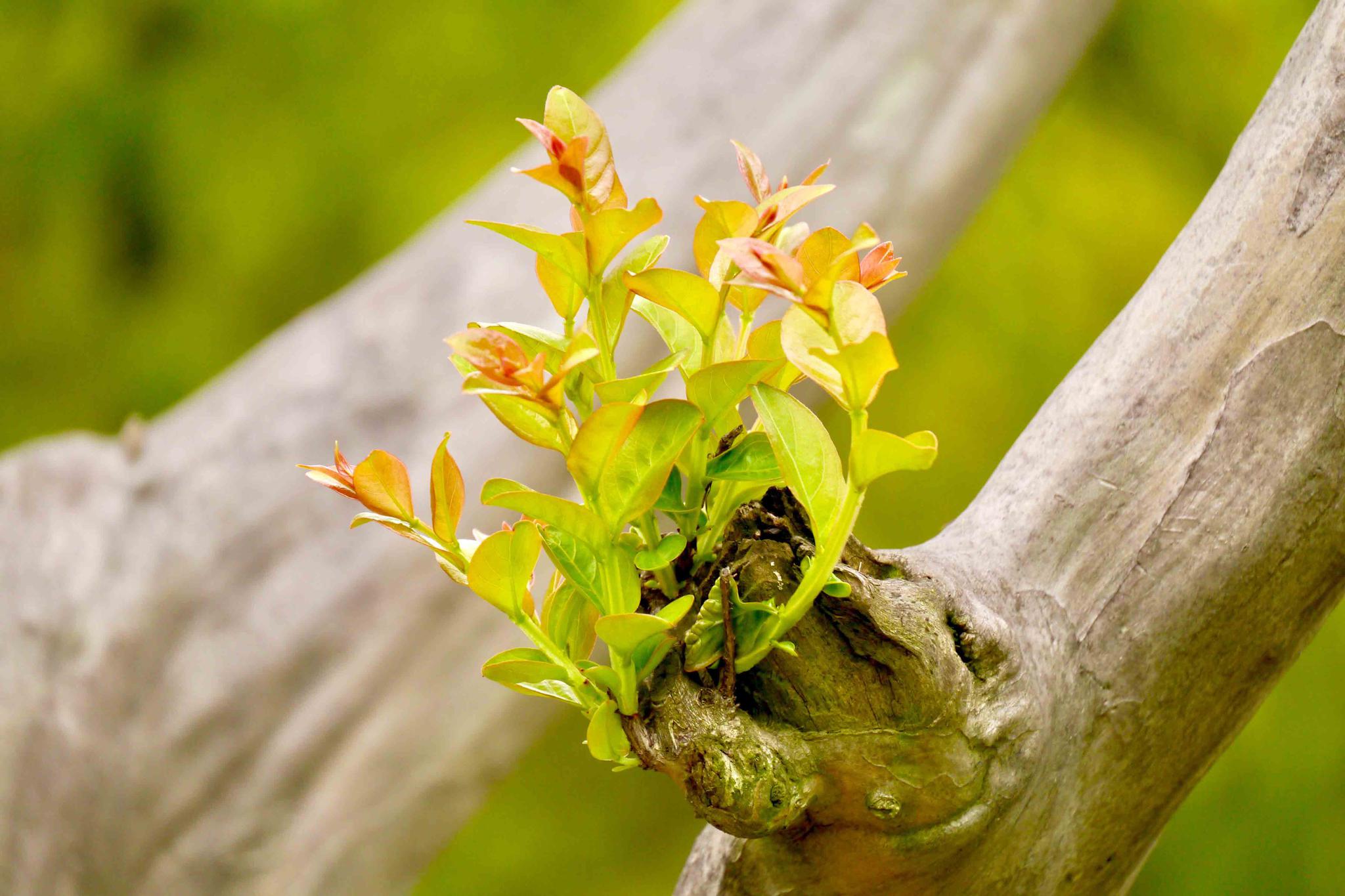萌芽只为那一树花开时紫薇树