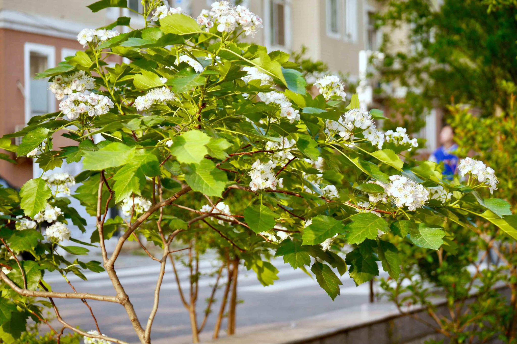 美丽的山楂树下湖北工业大学