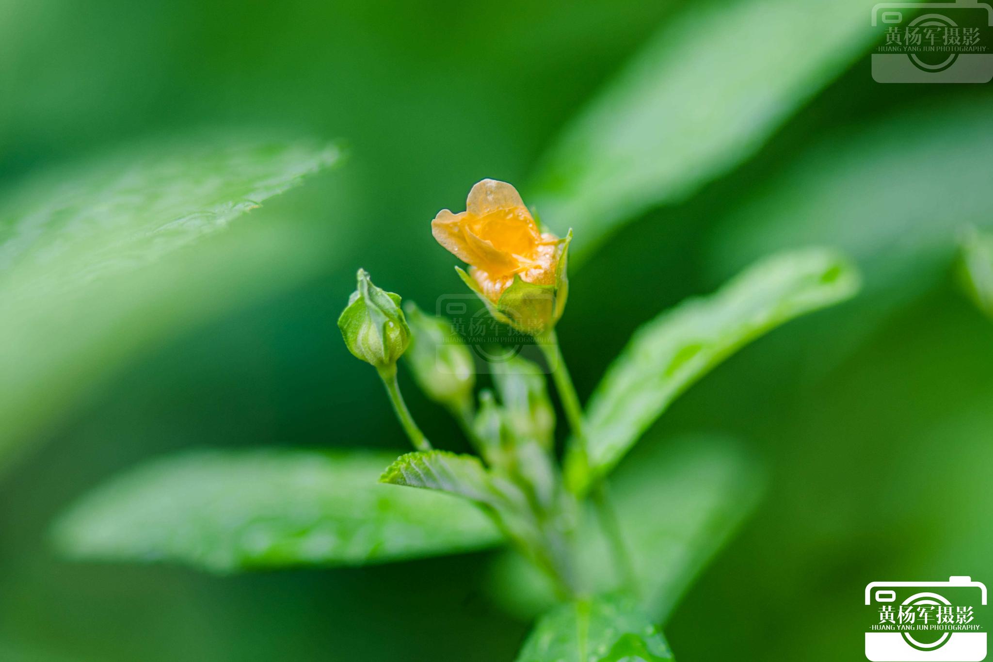 白背黄花棯是我们生活中特别常见的一种植物,六月的江西赣州飘着细雨