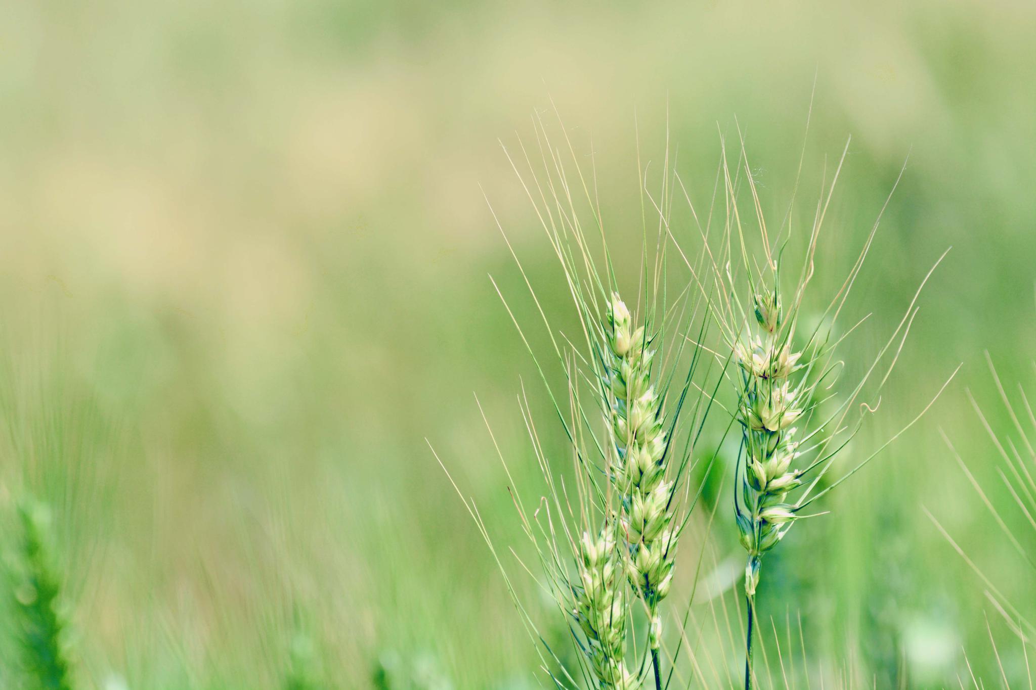 青青的麦子青青的美丽原创摄影
