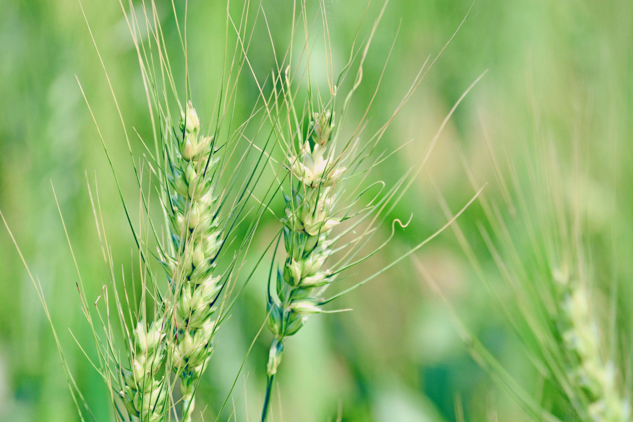 青青的麦子青青的美丽原创摄影