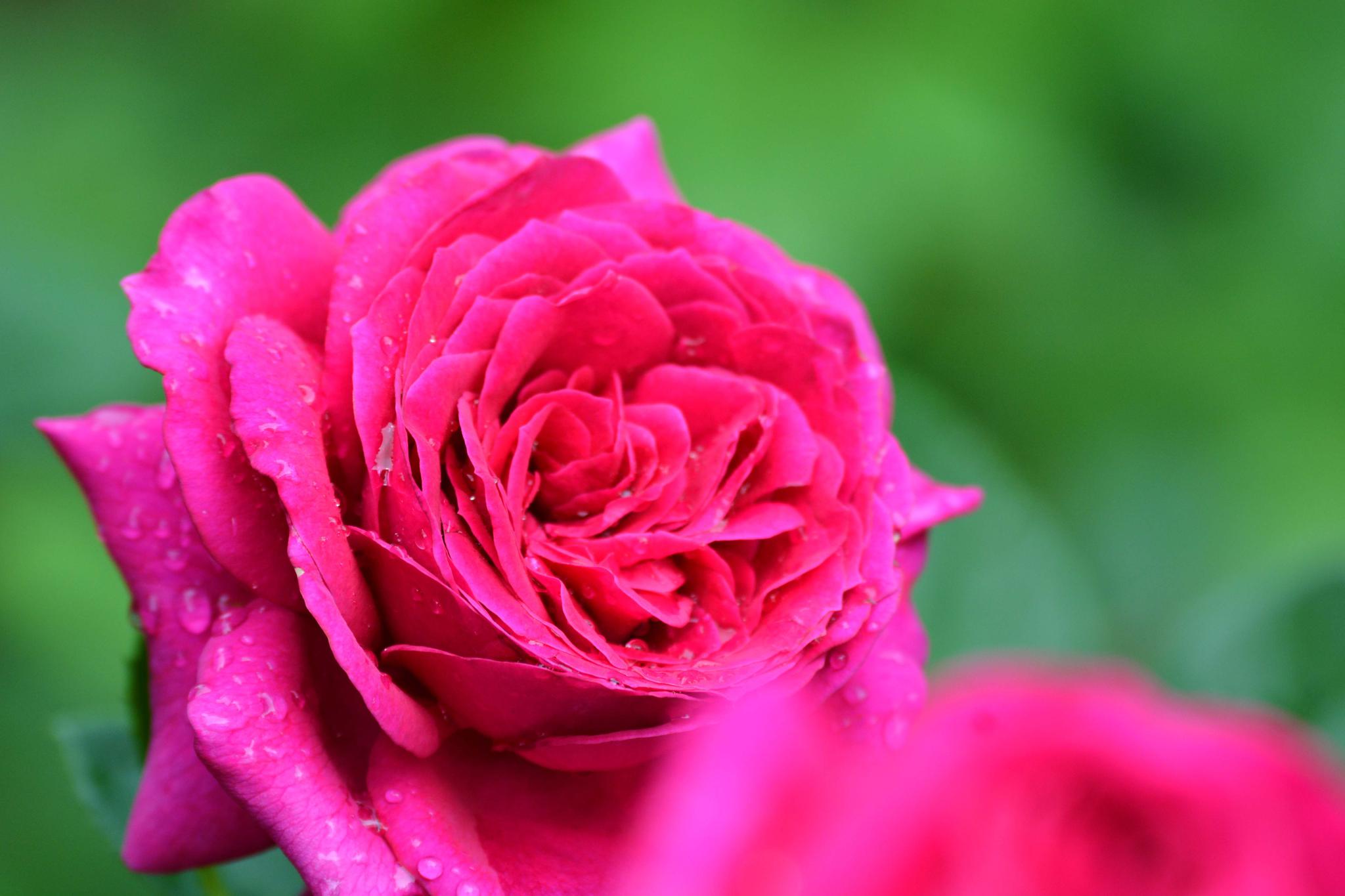 玫粉色重瓣月季非常漂亮原创摄影