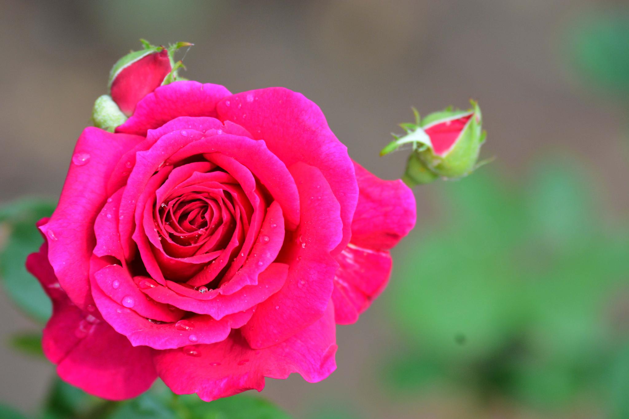 玫粉色重瓣月季非常漂亮原创摄影