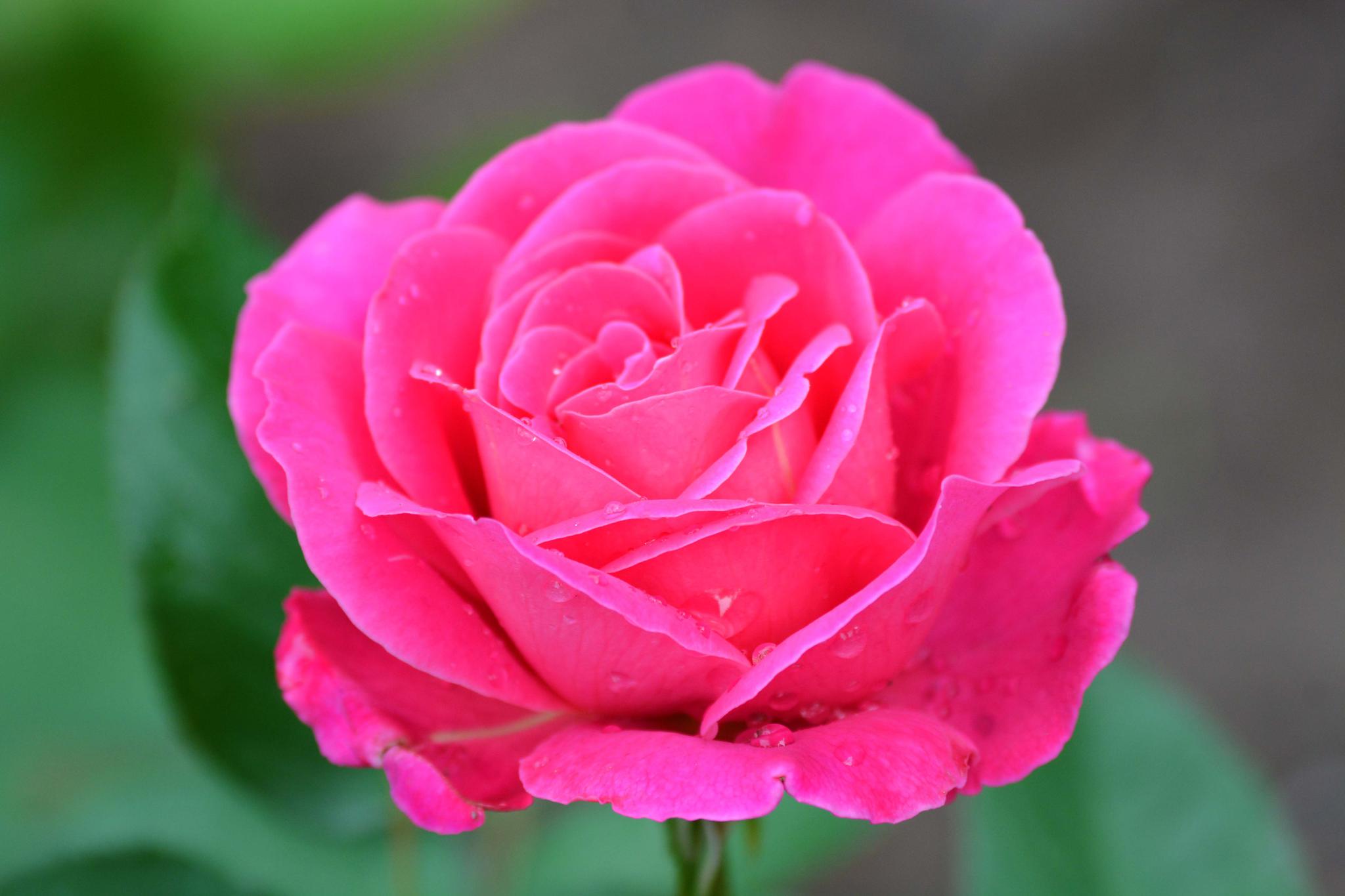 玫粉色重瓣月季非常漂亮原创摄影