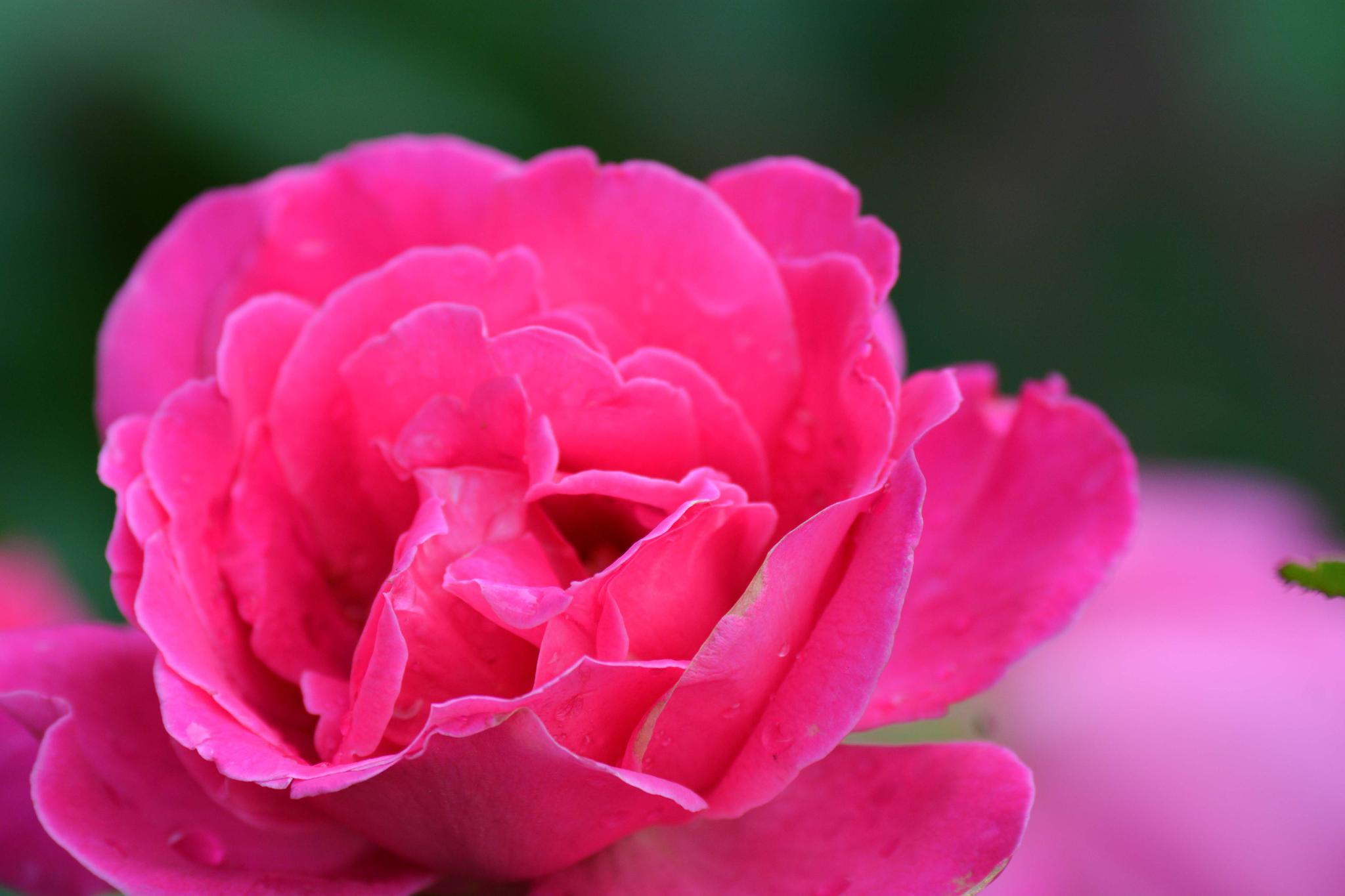 玫粉色重瓣月季非常漂亮原创摄影