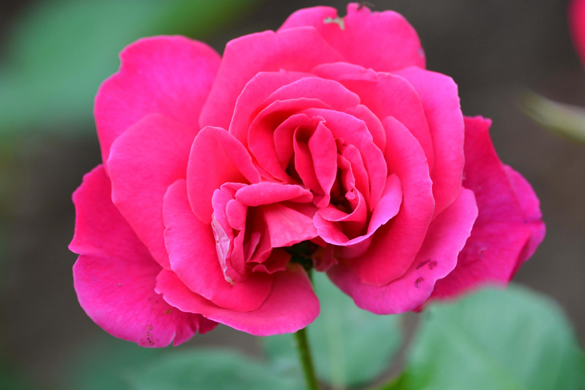 玫粉色重瓣月季非常漂亮原创摄影