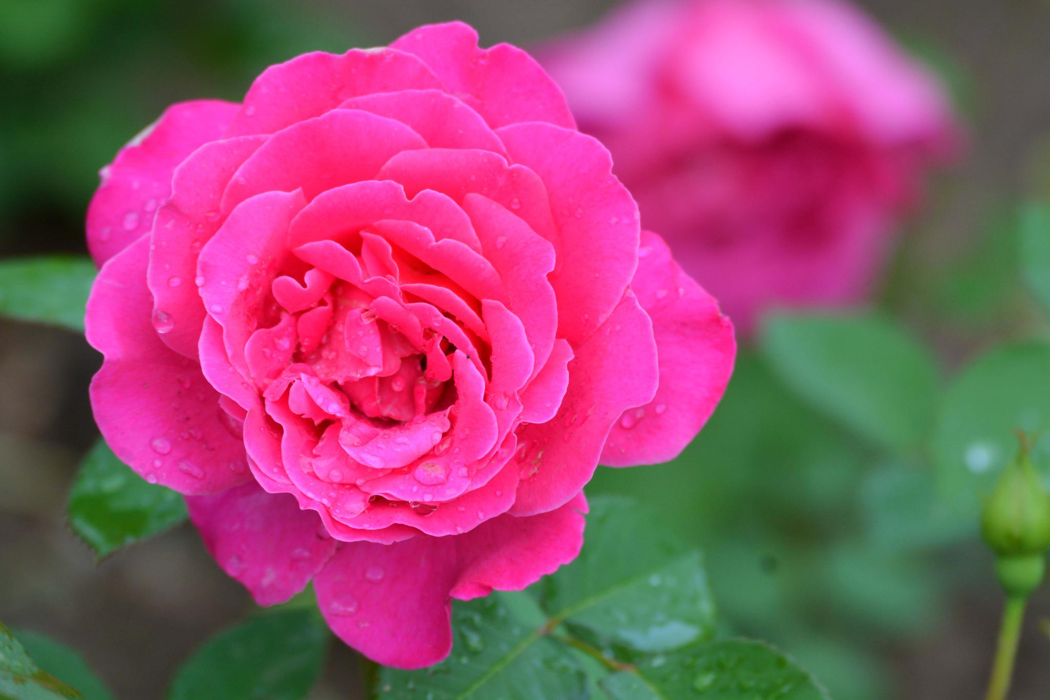 玫粉色重瓣月季非常漂亮原创摄影