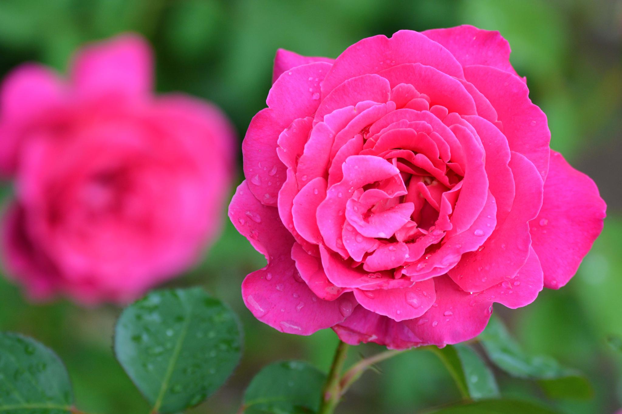 玫粉色重瓣月季非常漂亮,原创摄影