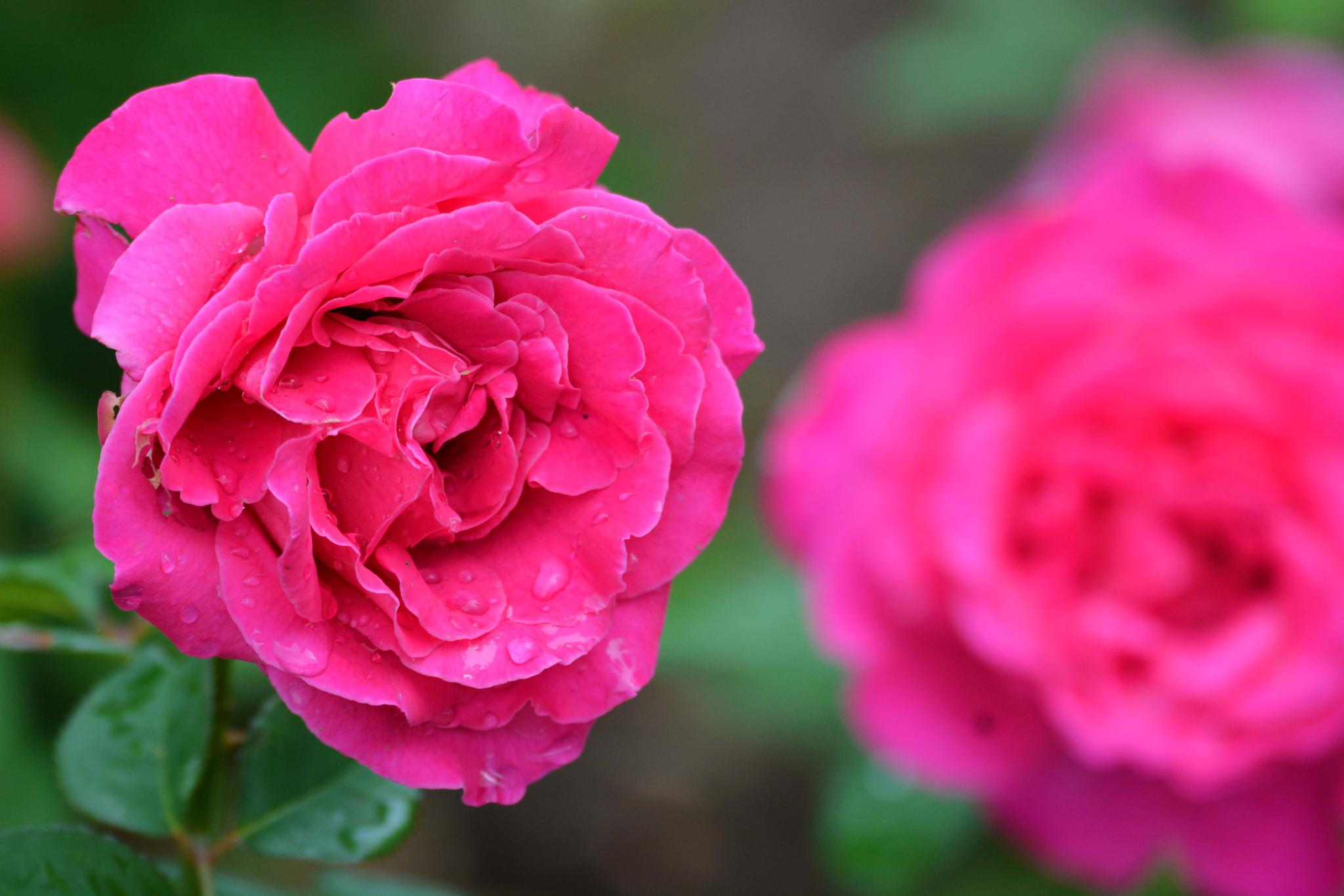 玫粉色重瓣月季非常漂亮原创摄影