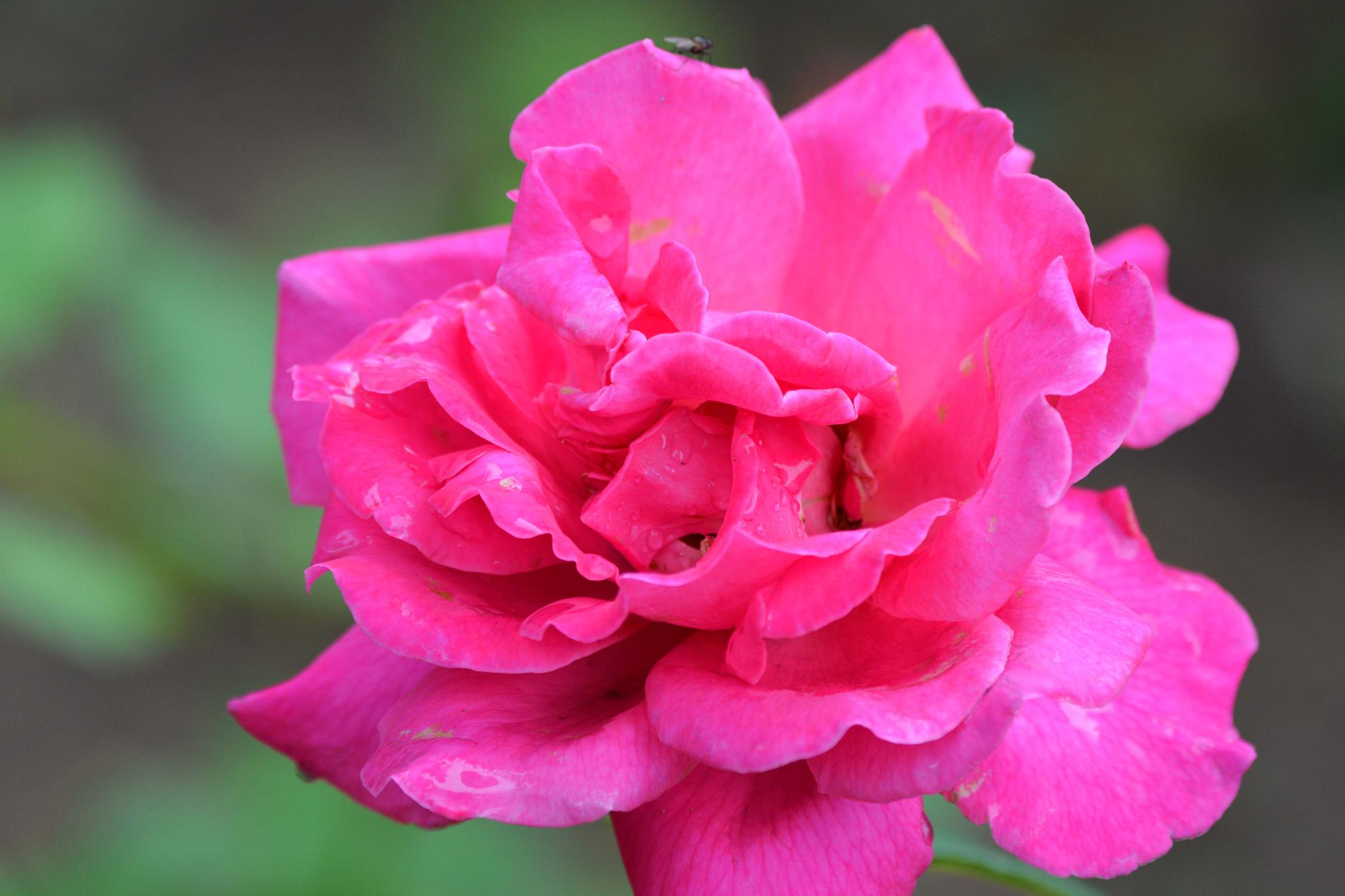 玫粉色重瓣月季非常漂亮原创摄影