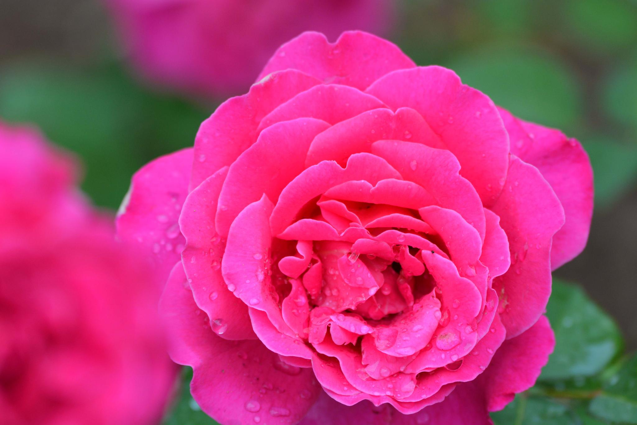 玫粉色重瓣月季非常漂亮原创摄影