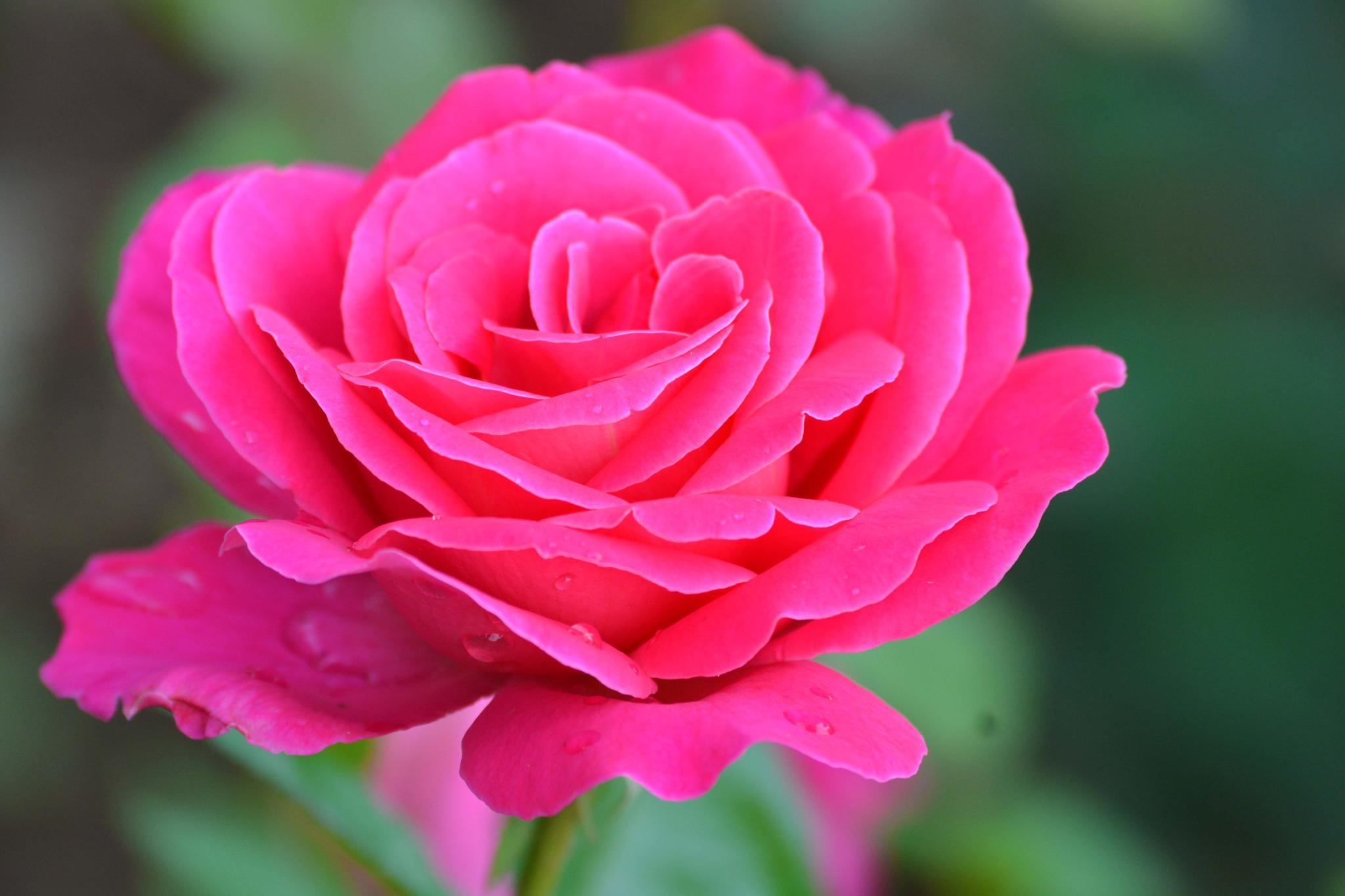 玫粉色重瓣月季非常漂亮原创摄影