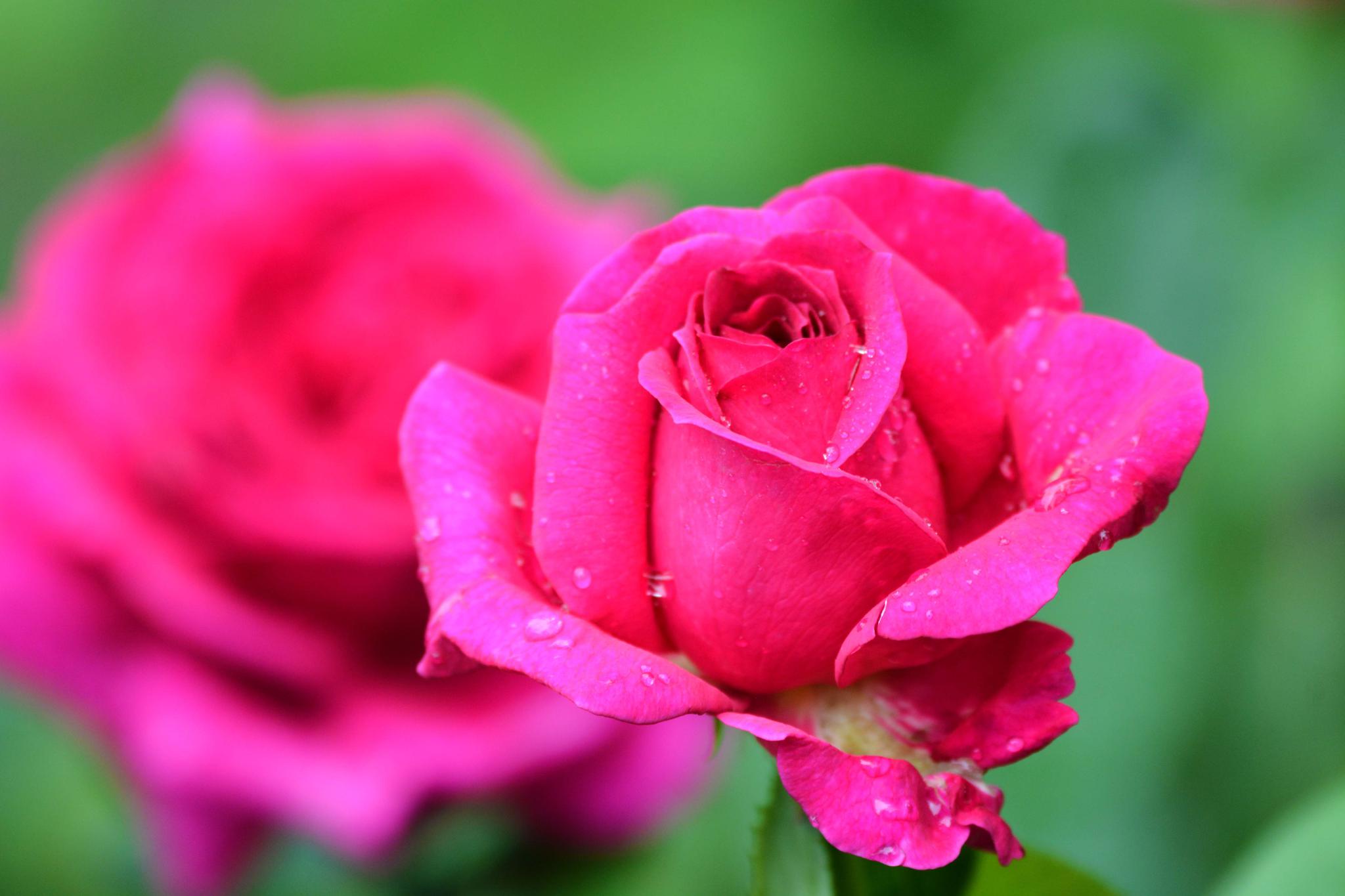 玫粉色重瓣月季非常漂亮原创摄影