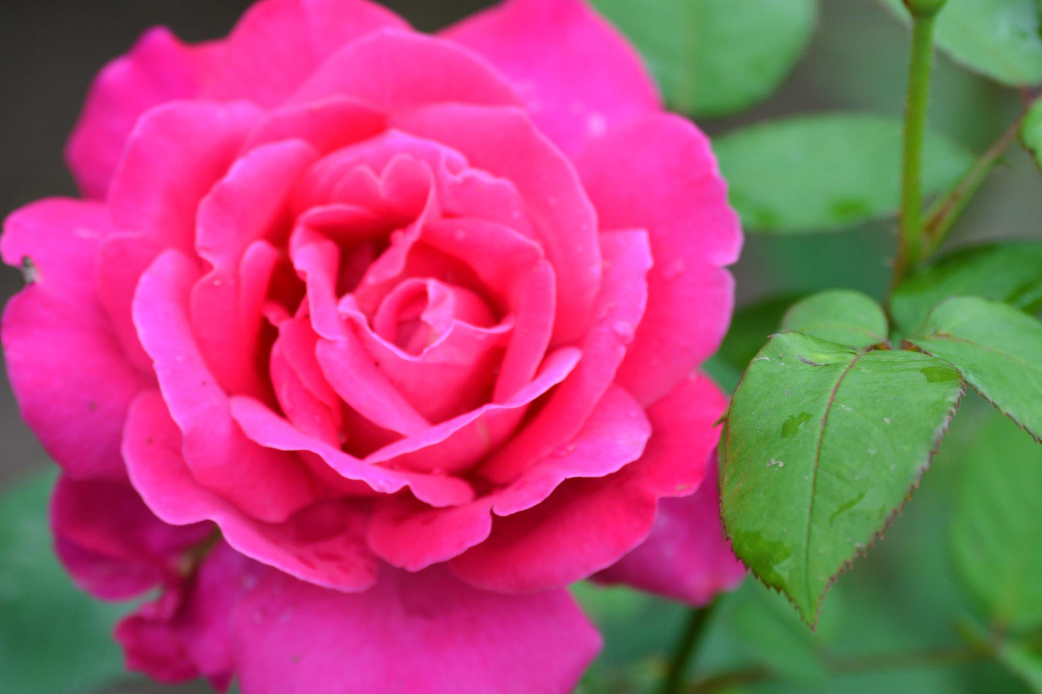 玫粉色重瓣月季非常漂亮原创摄影