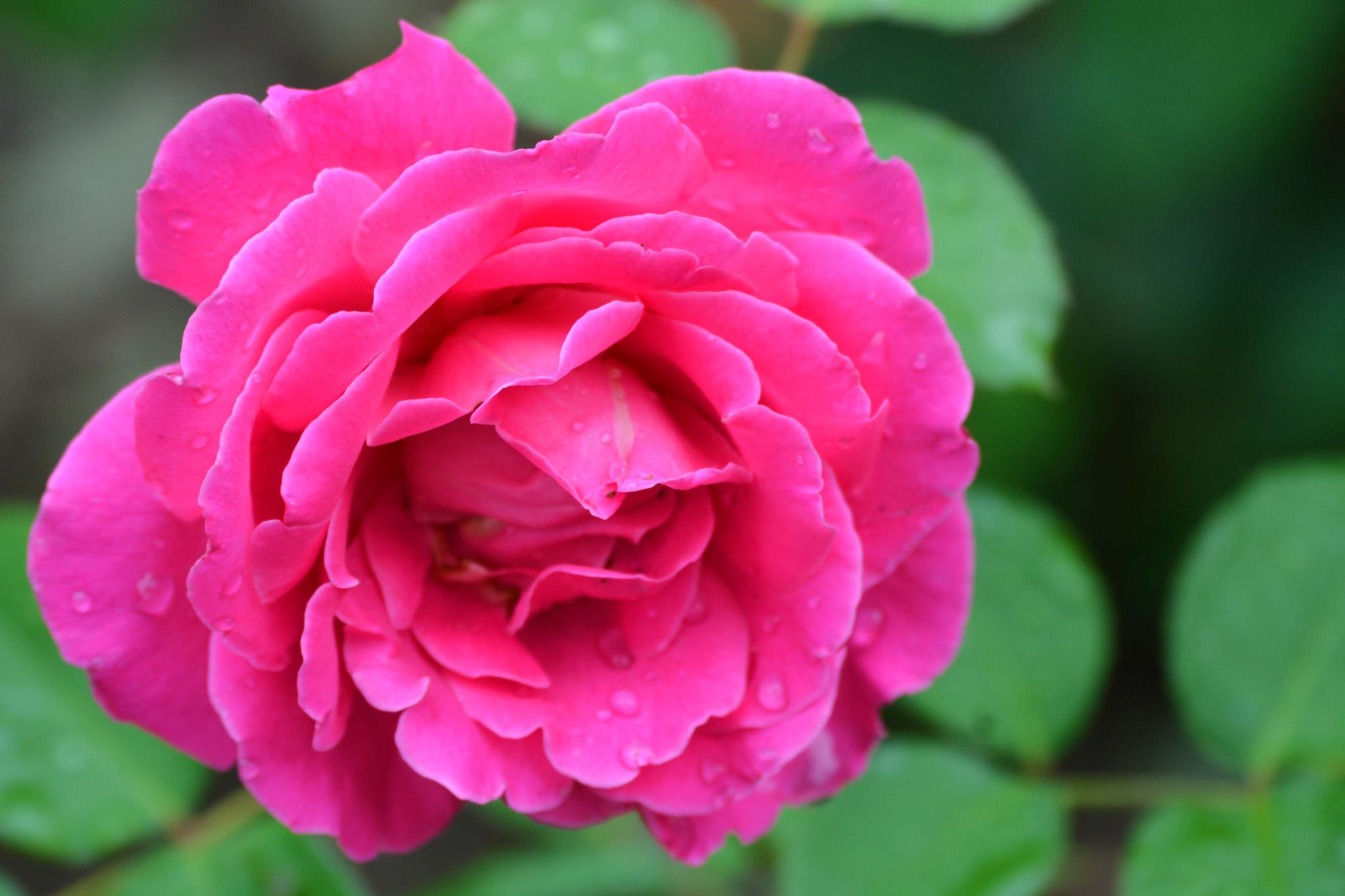 玫粉色重瓣月季非常漂亮原创摄影