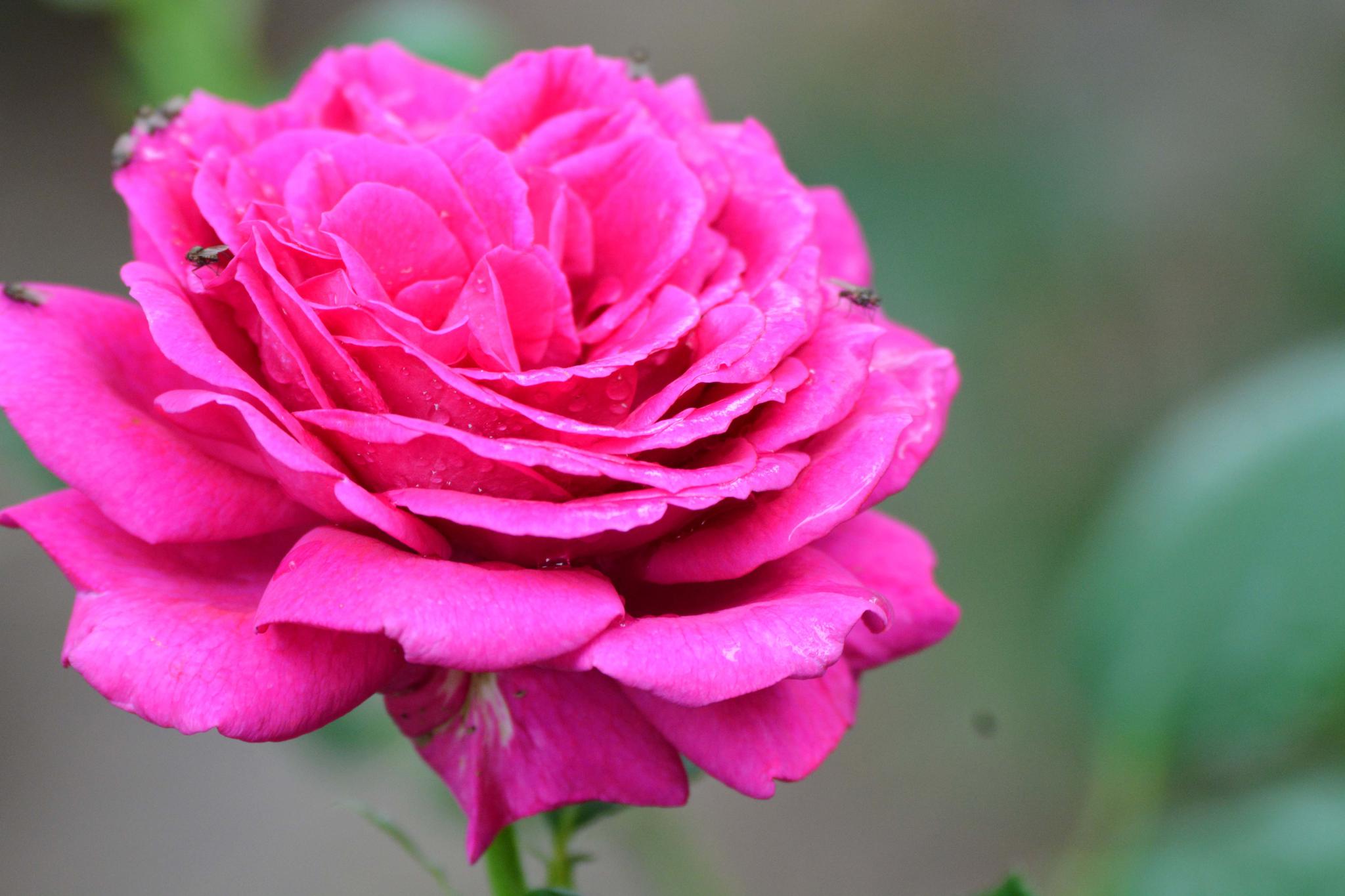 玫粉色重瓣月季非常漂亮原创摄影