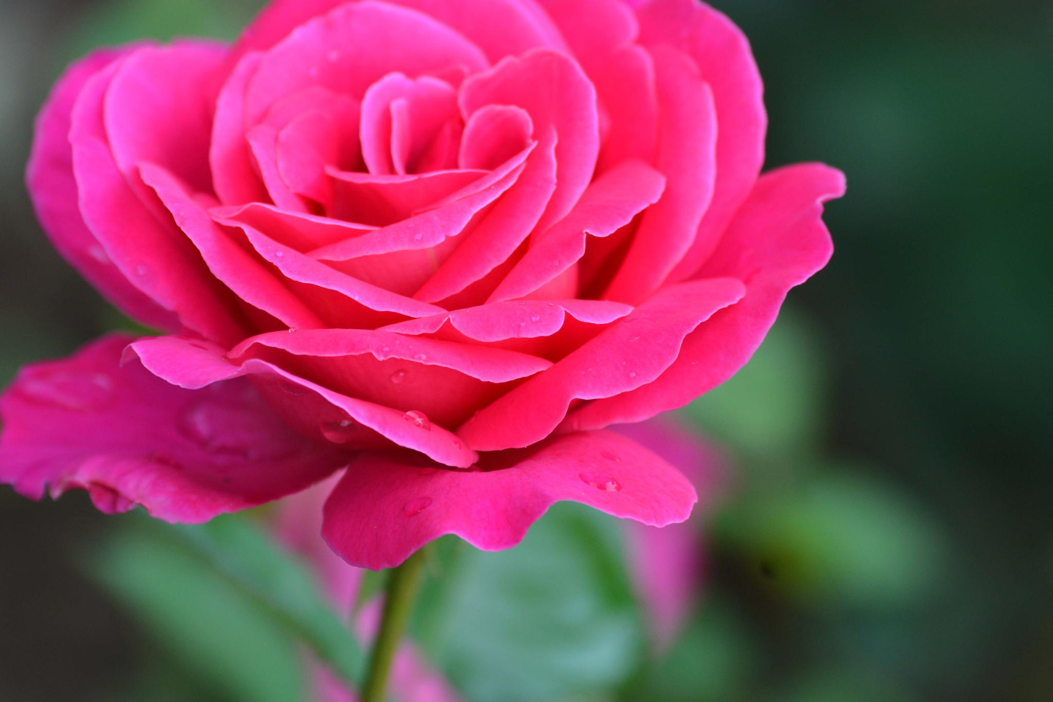 玫粉色重瓣月季非常漂亮原创摄影