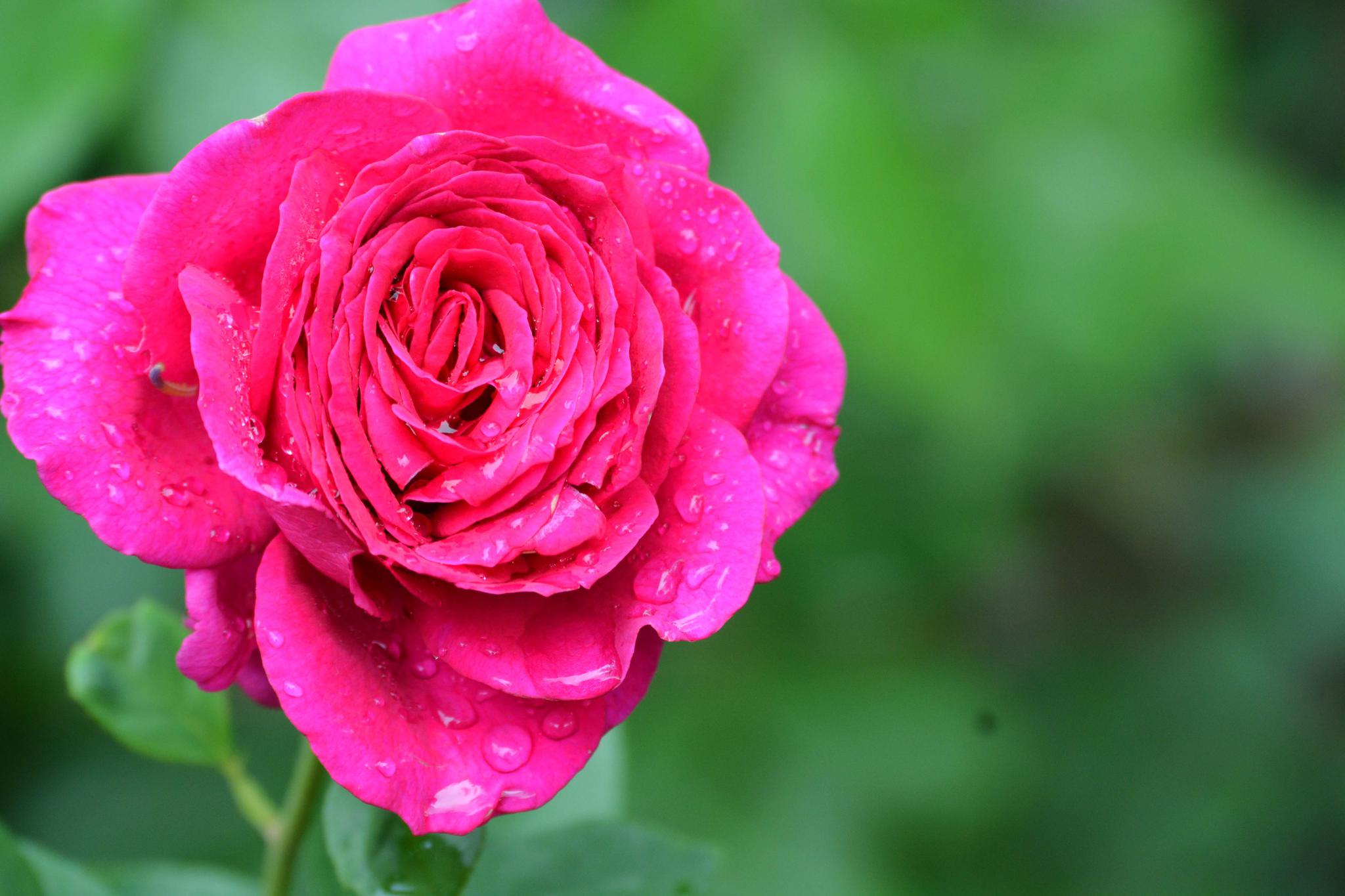 玫粉色重瓣月季非常漂亮原创摄影