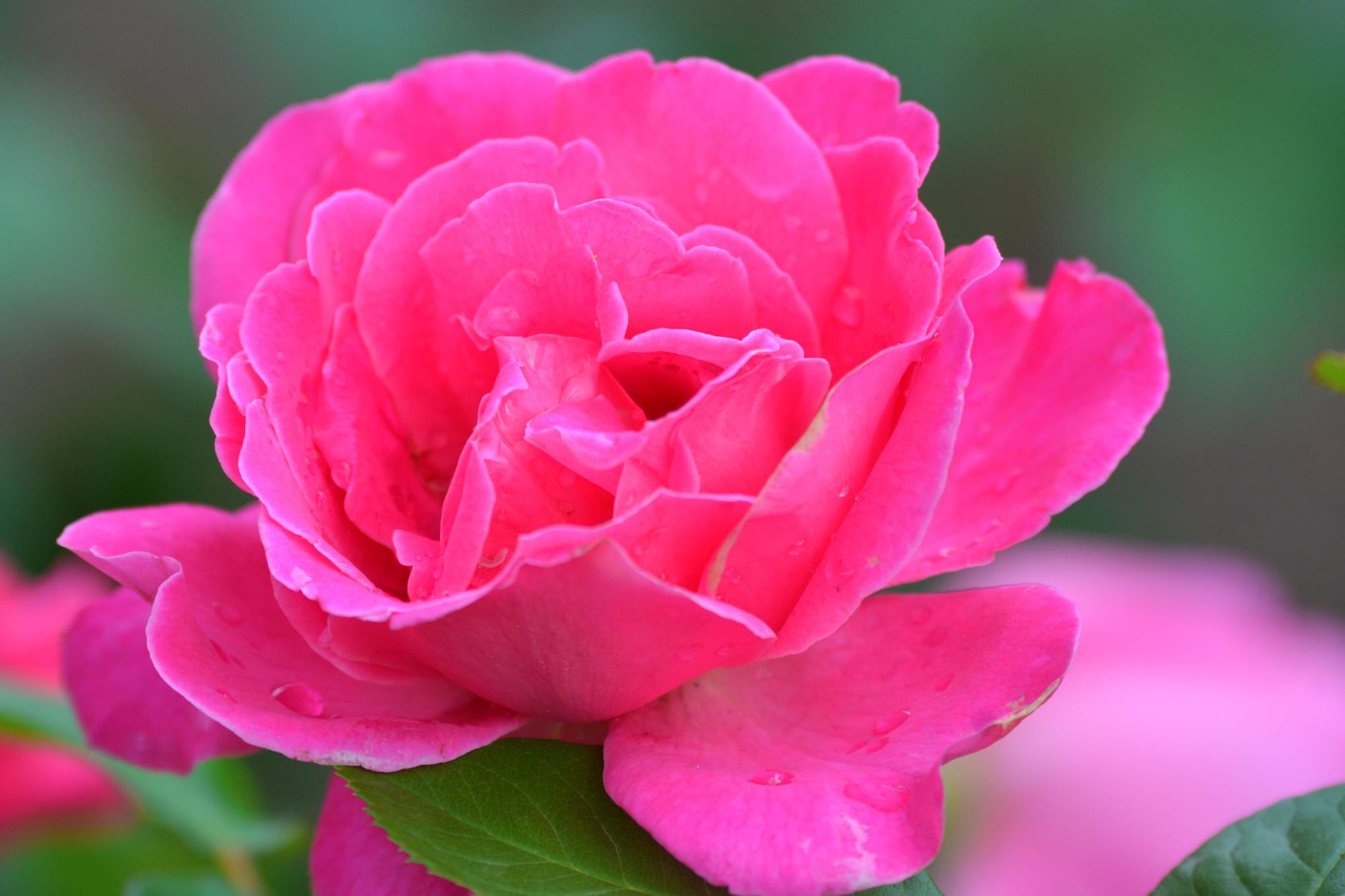 玫粉色重瓣月季非常漂亮原创摄影