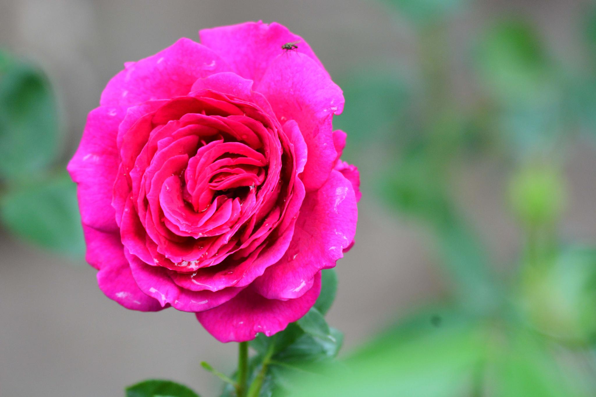 玫粉色重瓣月季非常漂亮原创摄影