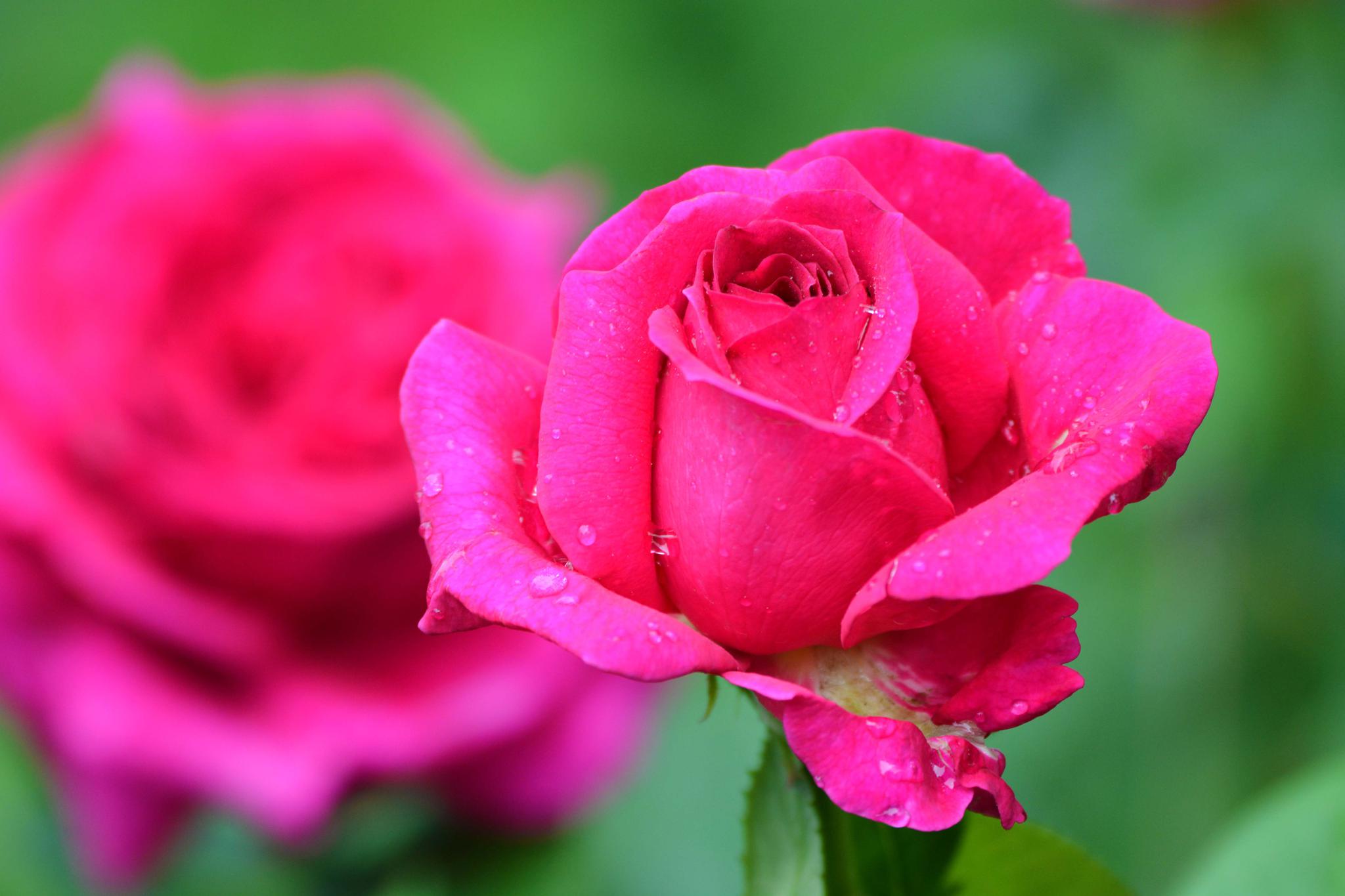 玫粉色重瓣月季非常漂亮原创摄影