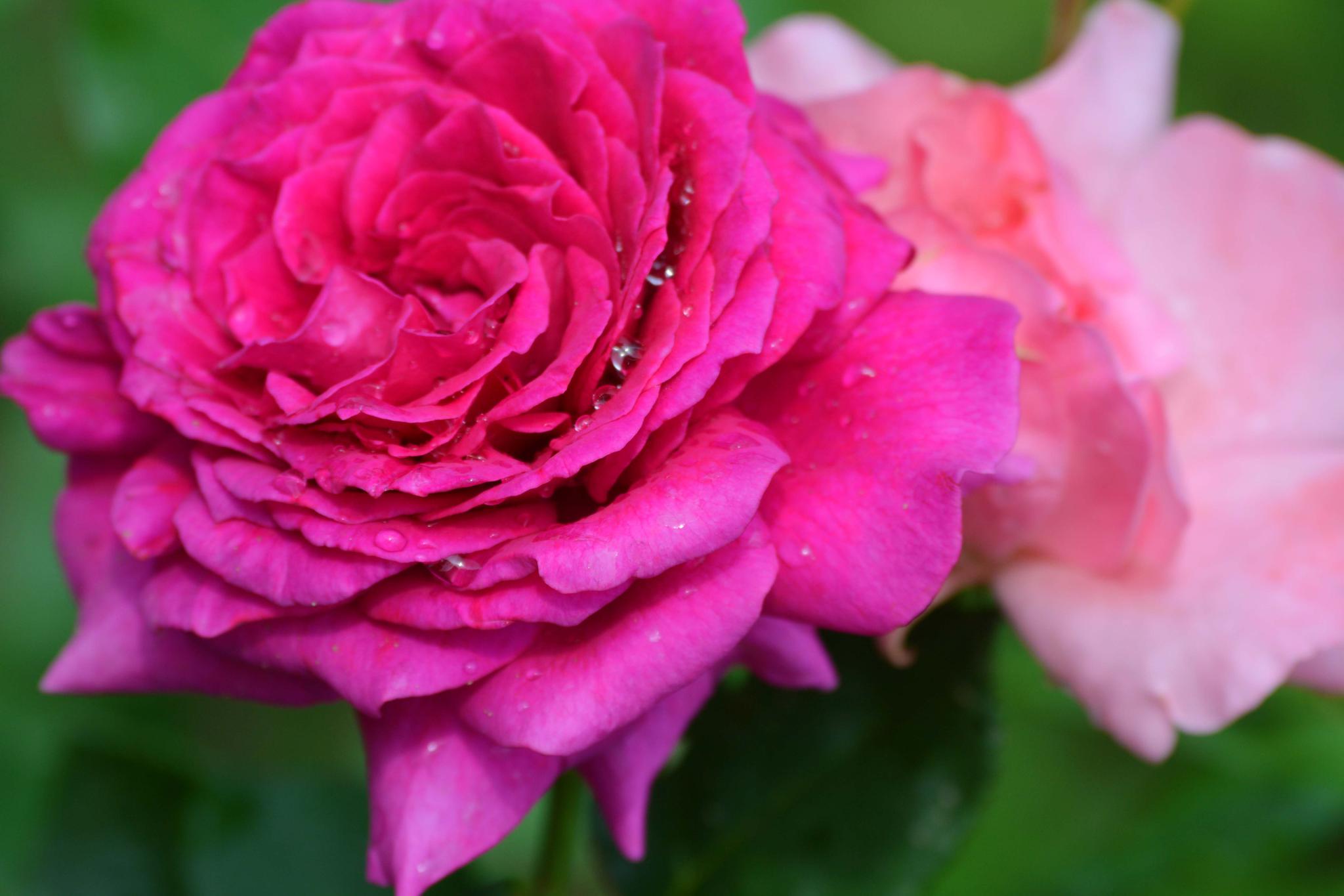 玫粉色重瓣月季非常漂亮,原创摄影