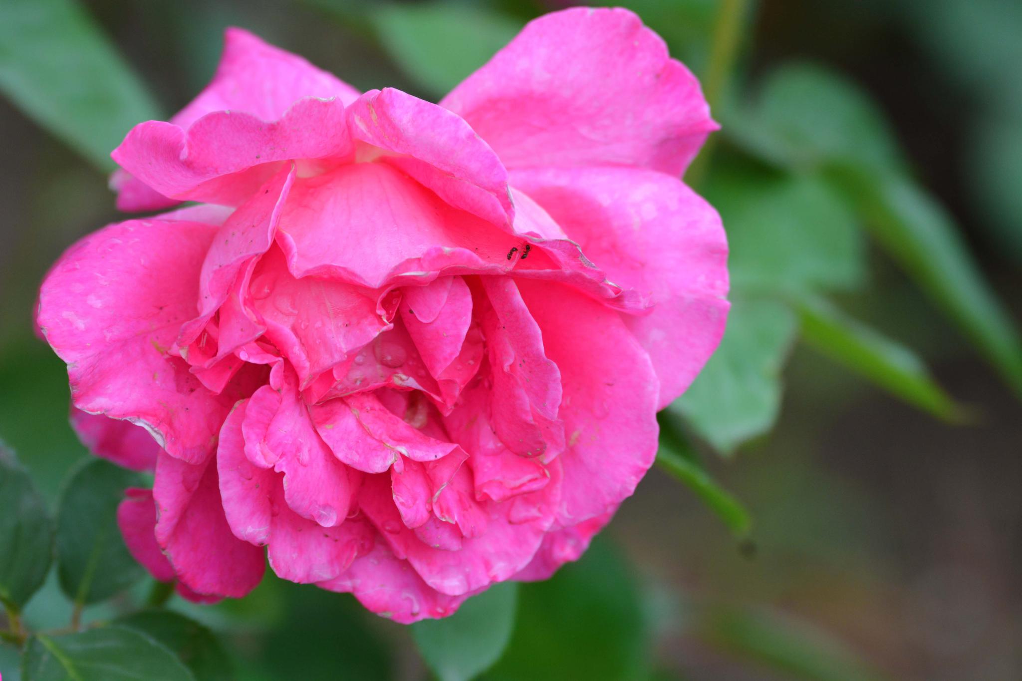 玫粉色重瓣月季非常漂亮原创摄影