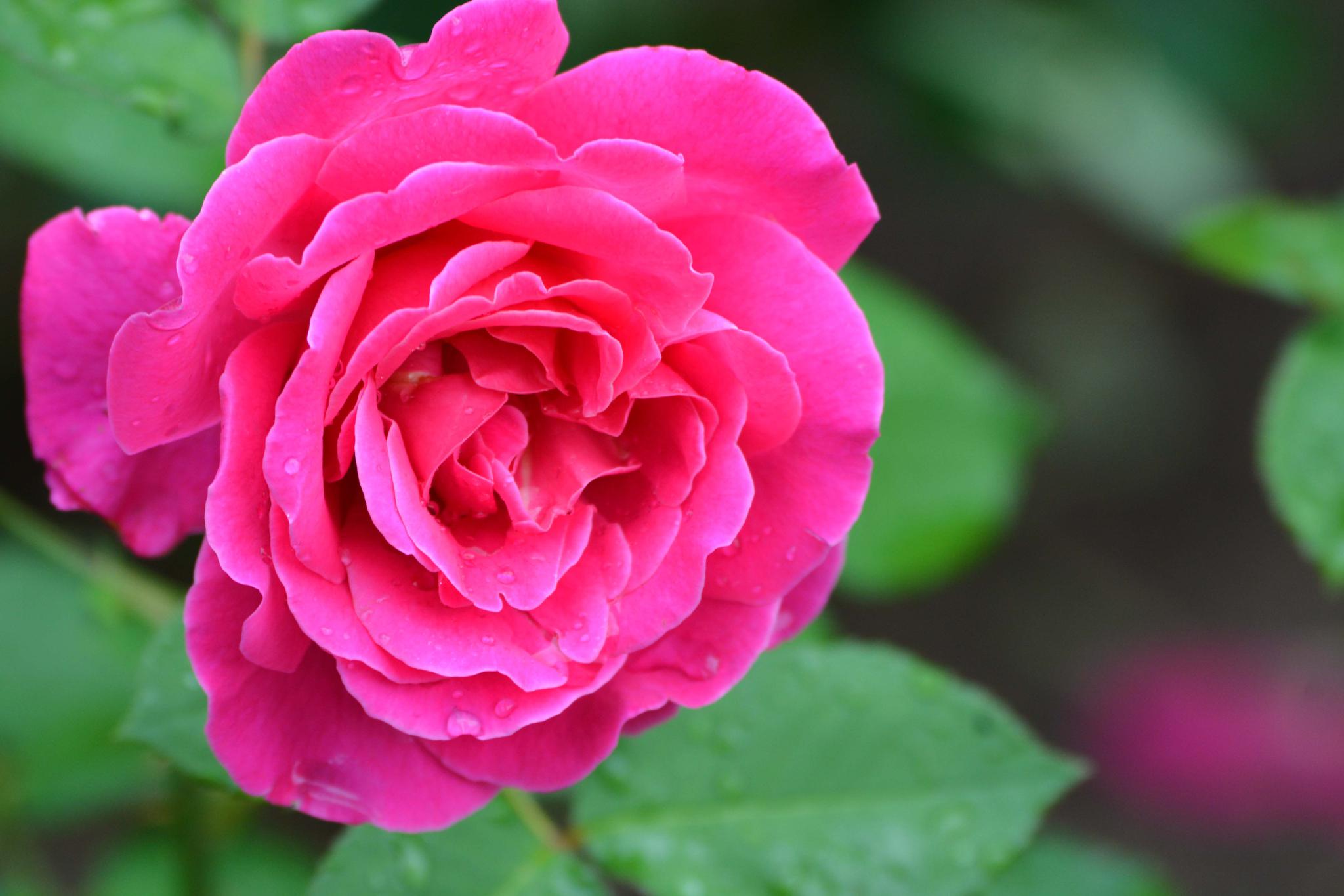 玫粉色重瓣月季非常漂亮原创摄影