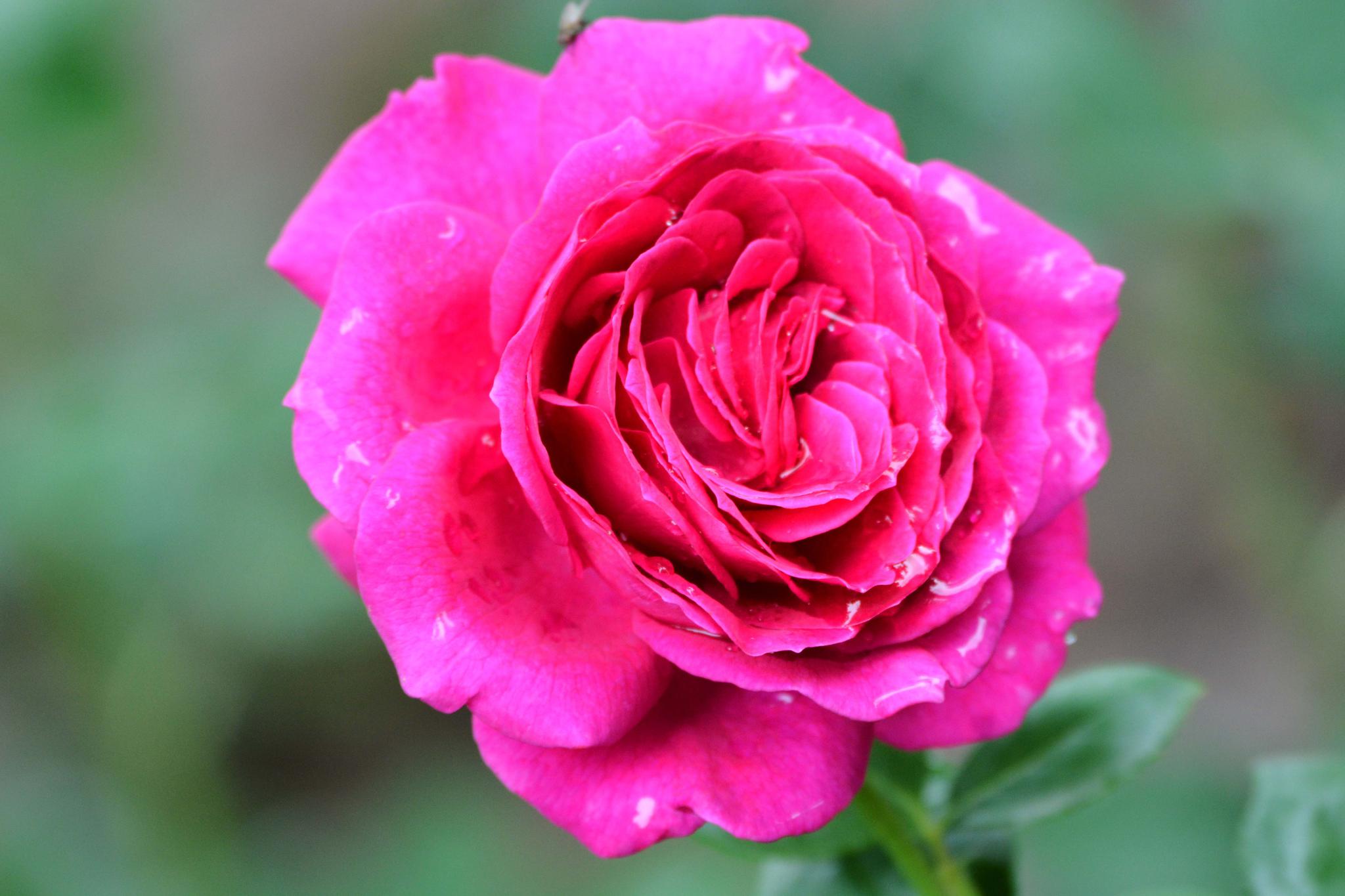 玫粉色重瓣月季非常漂亮原创摄影