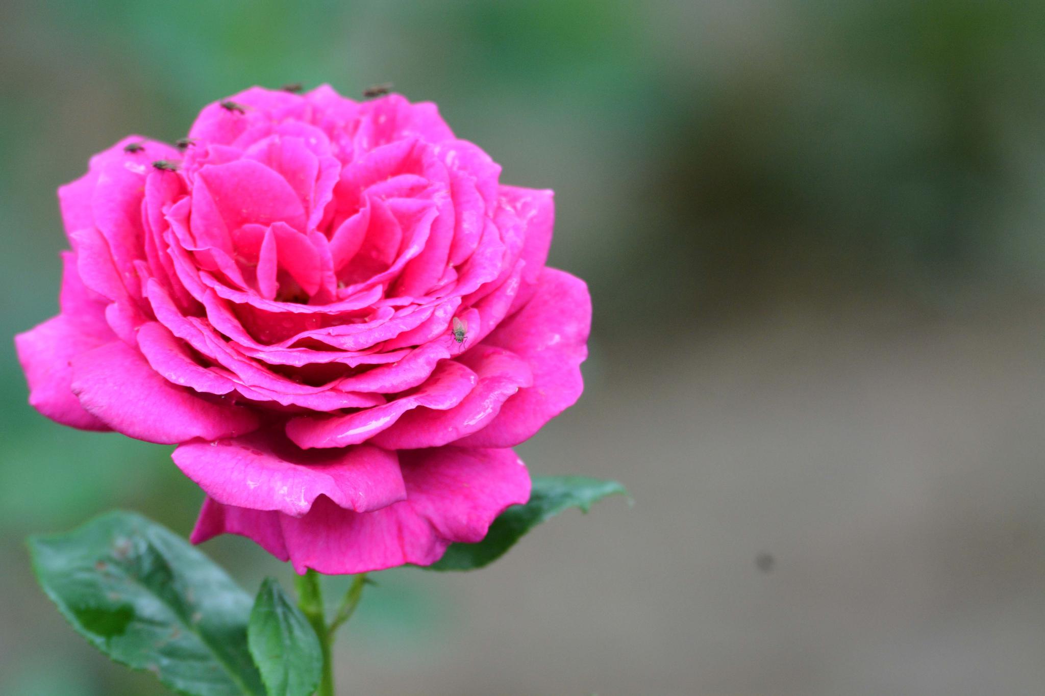 玫粉色重瓣月季非常漂亮原创摄影