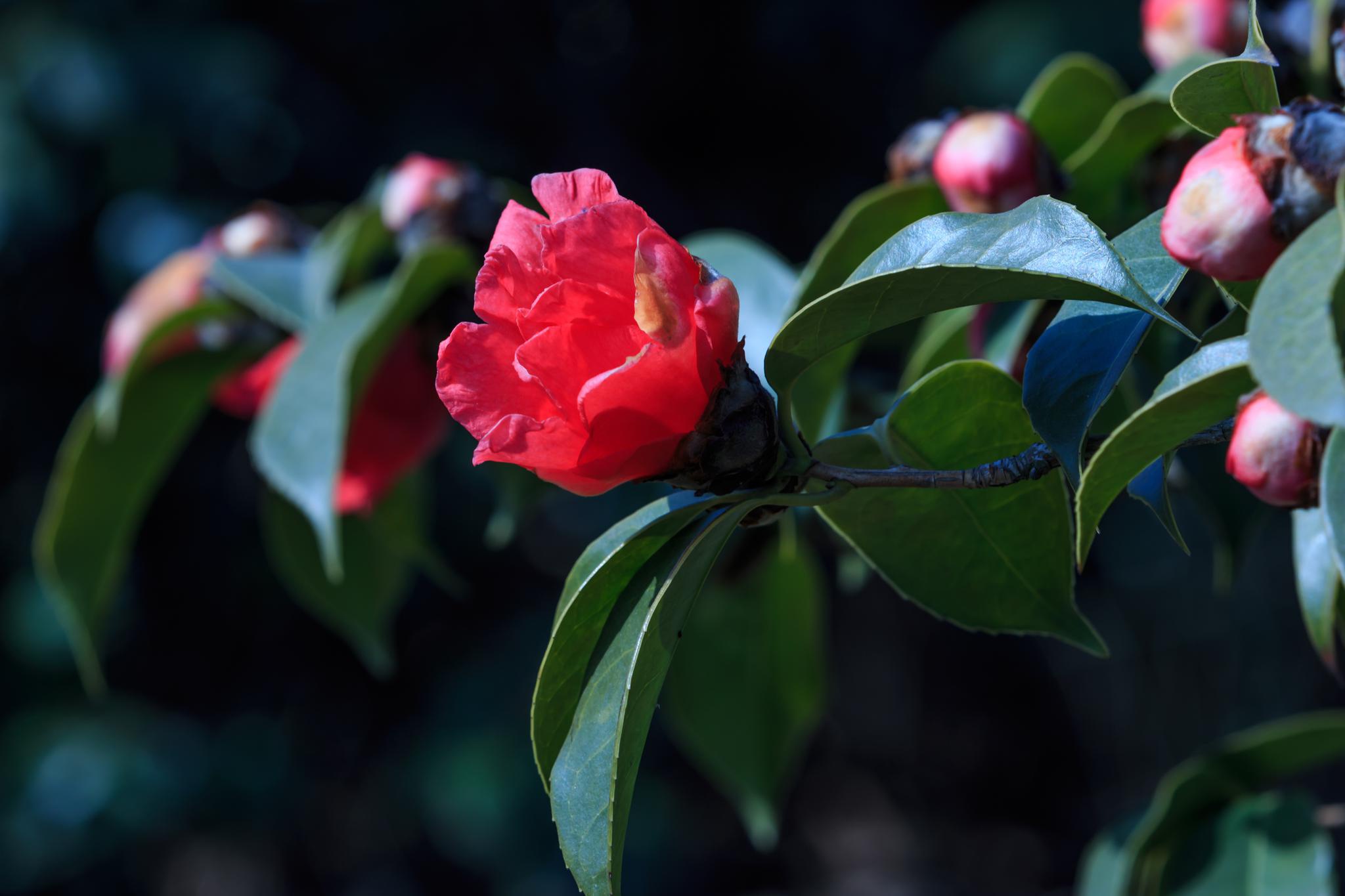 植物图集耐冬花 植物图集耐冬花