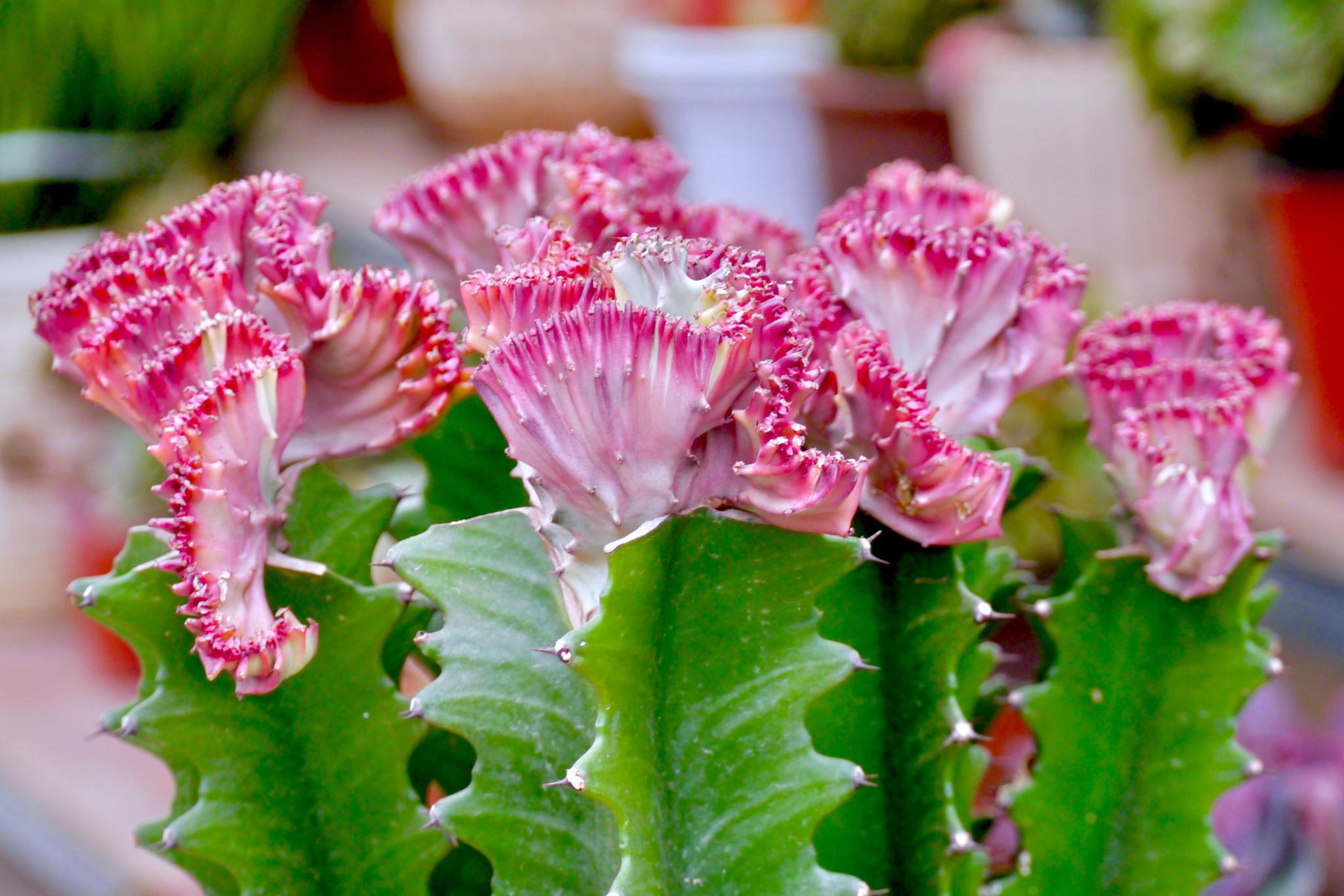 火殃勒(广东称其为霸王鞭)