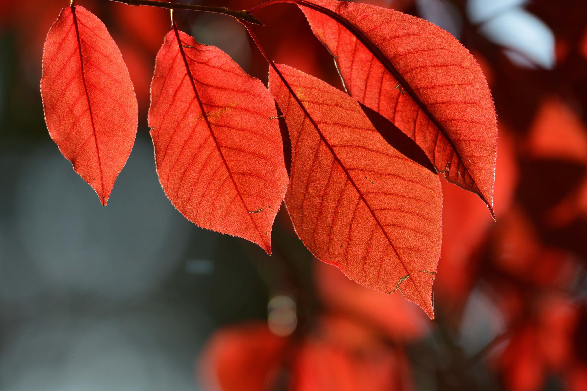 秋天的紫叶李叶子红似火,原创拍摄