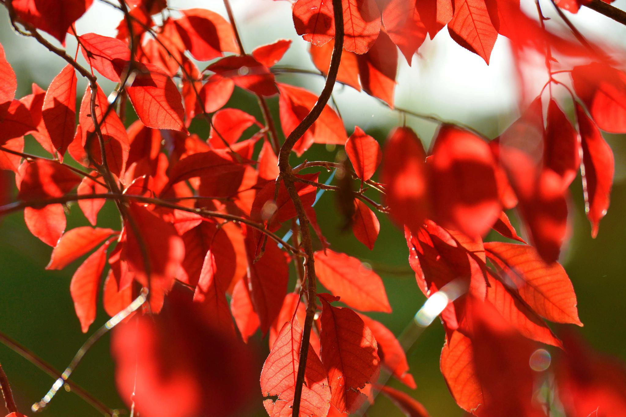 秋天的紫叶李叶子红似火,原创拍摄