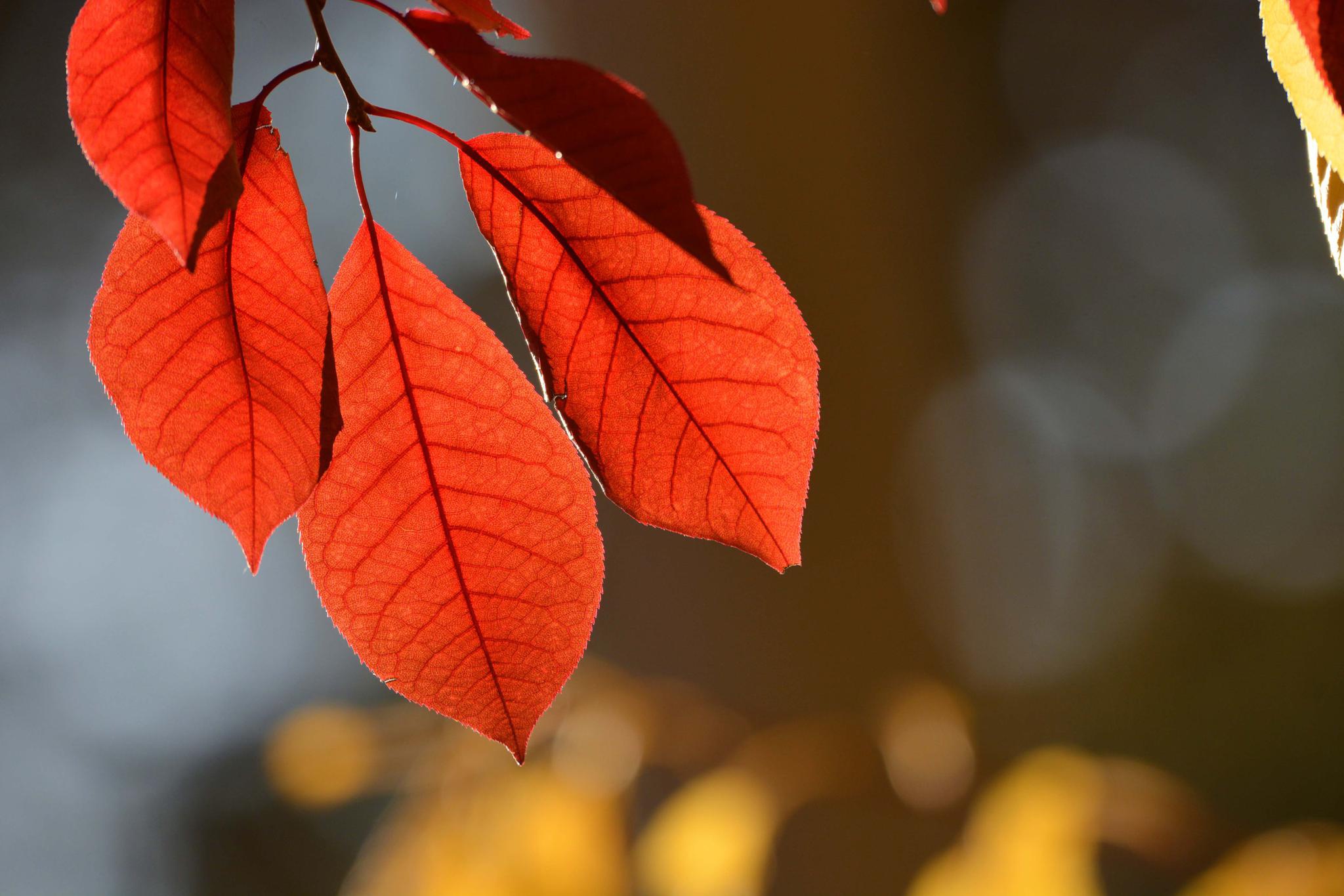 秋天的紫叶李叶子红似火,原创拍摄