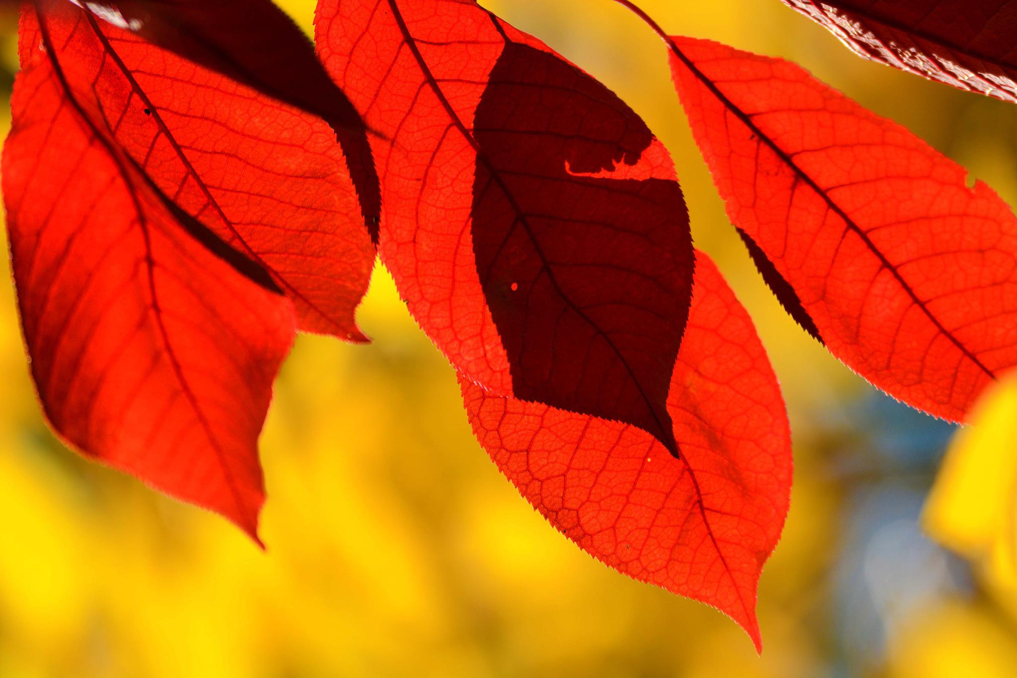 秋天的紫叶李叶子红似火,原创拍摄
