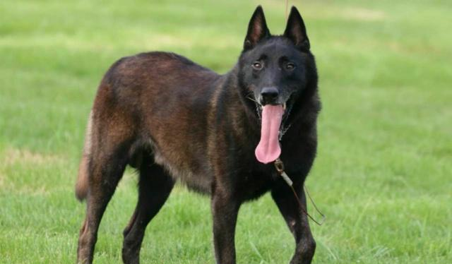 它是由大丹犬,牧羊犬,山东细犬等品种杂交培育来的