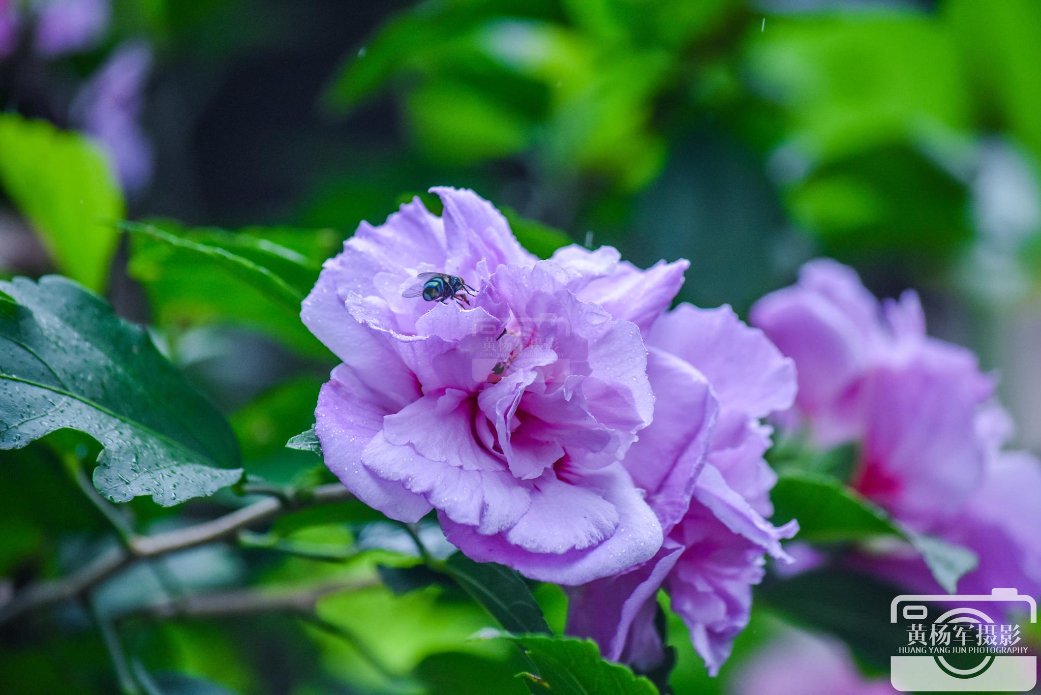绿叶中娇艳盛开的木槿花