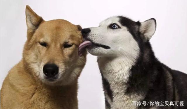 狂犬病|狗狗|养狗_新浪新闻