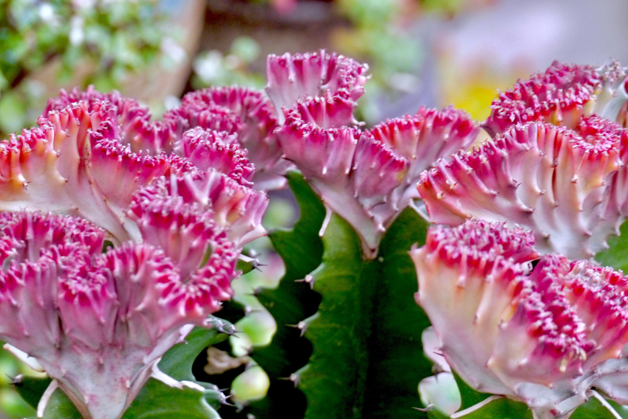 火殃勒(广东称其为霸王鞭)