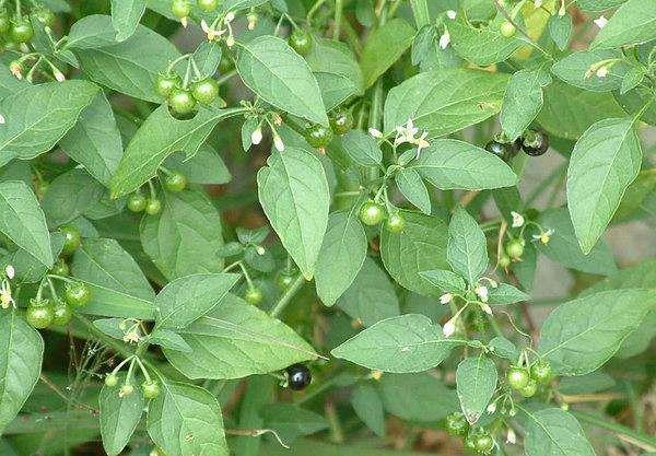 美味野菜13龙葵叶