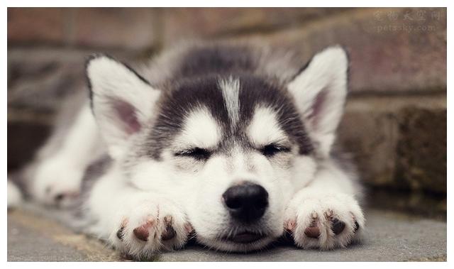 辟谣:被狗狗或者猫咪咬伤了,你必须去打狂犬病